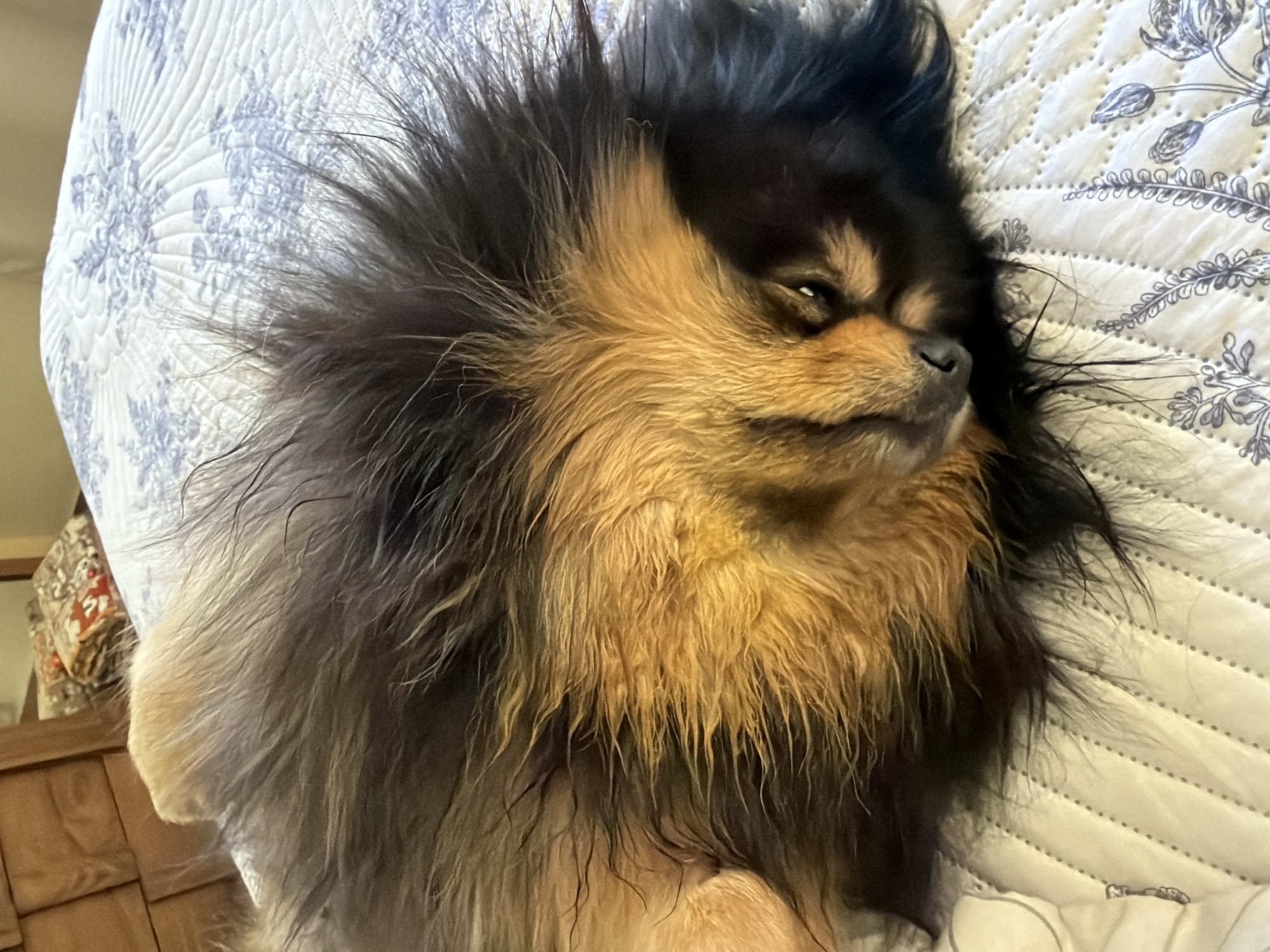 A medium-sized, long-haired dog with black and tan fur lies on a white bedspread with a gray floral pattern. The dog appears relaxed, with eyes partially closed. The scene is indoors, possibly in a bedroom, with a wooden bed frame visible in the lower left of the frame.
There is no information to indicate the location of the image is in Cuautla, Mexico.