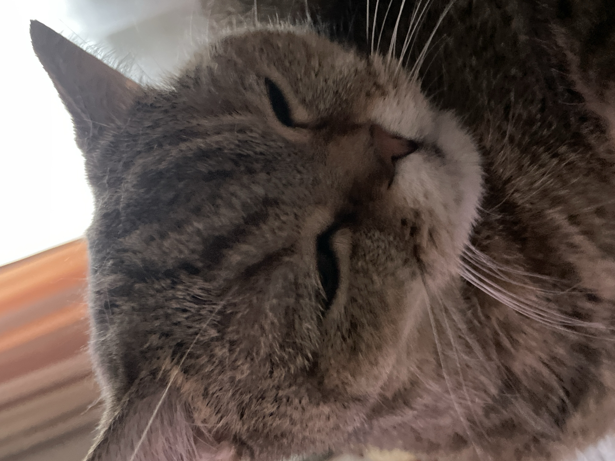 A close-up, eye-level, medium shot captures a tabby cat with its eyes mostly closed, appearing sleepy or relaxed. The cat's fur is a mix of brown and gray with distinct tabby markings. Its white whiskers are prominent against its fur. The background is softly blurred, with vertical lines of what appear to be curtains in shades of orange and white. The lighting suggests an indoor setting, possibly near a window. No specific location within a city is discernible from the image.