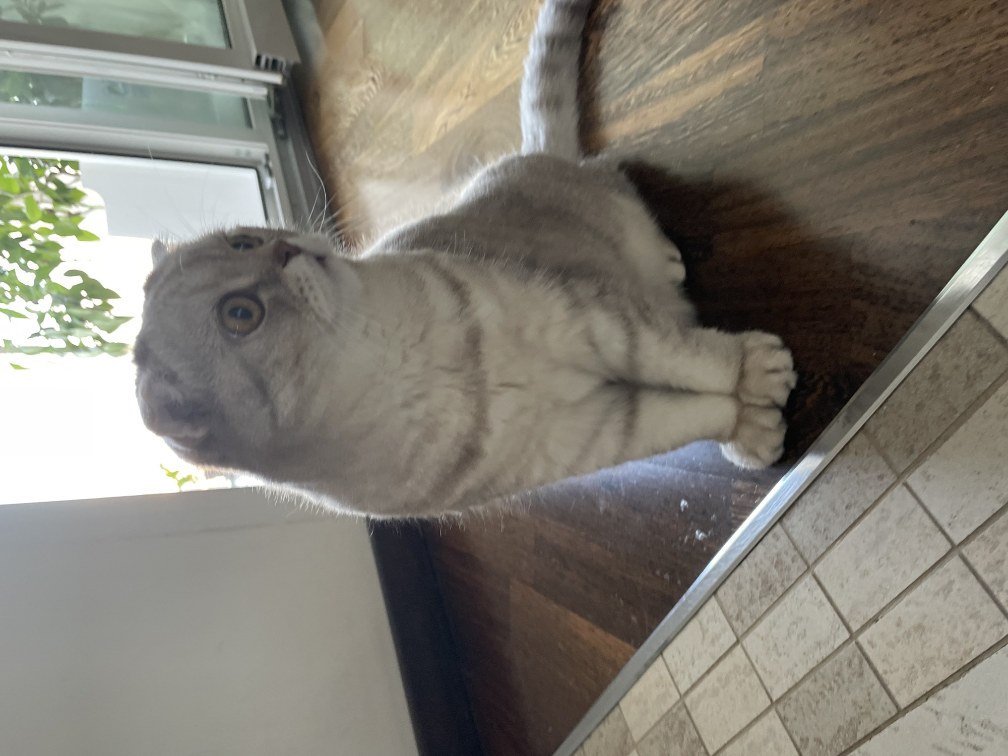 A light gray tabby Scottish Fold cat with yellow eyes sits on a dark wood floor. The cat is facing to the right, with its body angled slightly towards the camera. Its ears are folded down, characteristic of the breed. The floor appears to be polished, reflecting the light. In the background, a sliding glass door is partially open, revealing green foliage outside. To the left of the cat, the floor transitions to a tiled area. The scene is indoors, illuminated by natural light. The specific location in Unknown, Russia is not discernible from the visual information provided.