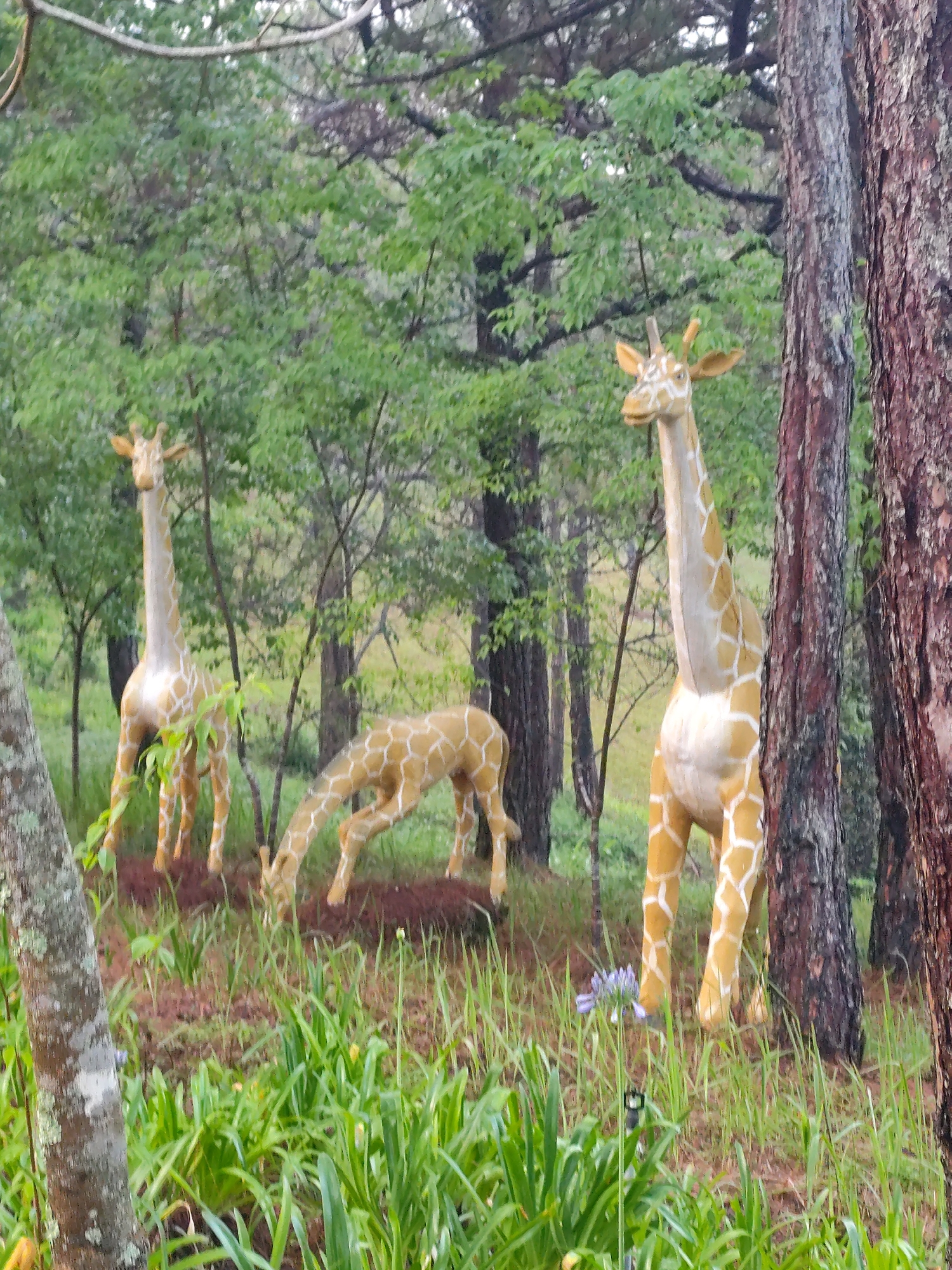The image depicts three giraffe sculptures in a wooded area, likely an artificial park or garden, located in Lam Vien - Da Lat, Vietnam. The giraffes are painted in a tan color with white patches resembling a giraffe's pattern. One giraffe stands upright to the right, partially obscured by a large tree trunk. A second giraffe stands upright to the left. A third giraffe bends down as if to graze. The background consists of trees with green foliage and a forest floor covered with grass and some leaf litter. Blue flowers can be seen at the base of one of the giraffes.