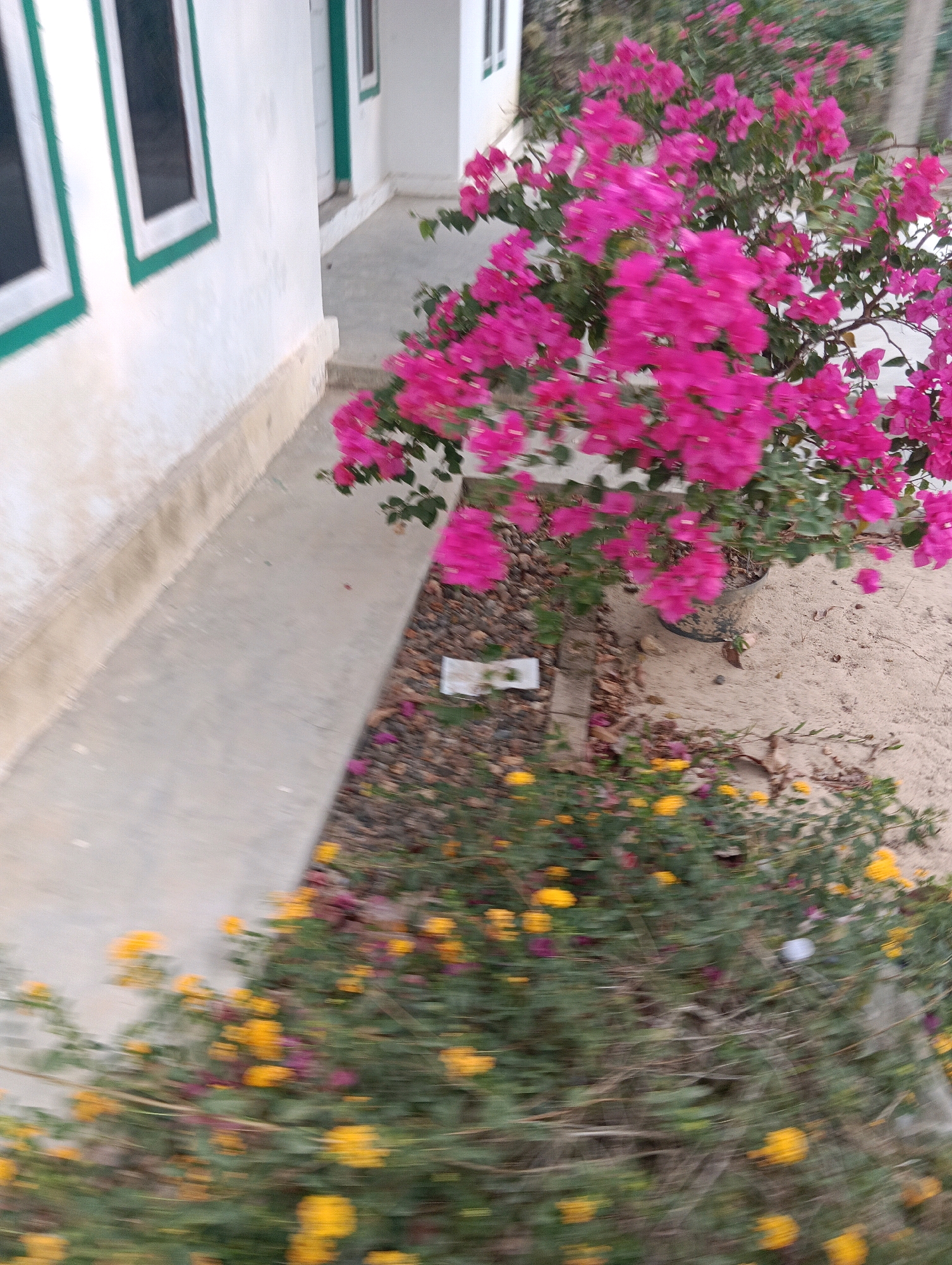 This is a photograph of a residential building's exterior in Pematang Jaya, Indonesia. The building has white walls and green-trimmed windows. In front of the building, there is a walkway leading away from the house, bordered by a flower bed containing vibrant pink bougainvillea and smaller yellow flowers. The ground appears to be a mixture of sand and gravel. The image is taken from a slightly elevated perspective, looking down and across the walkway and flower bed.