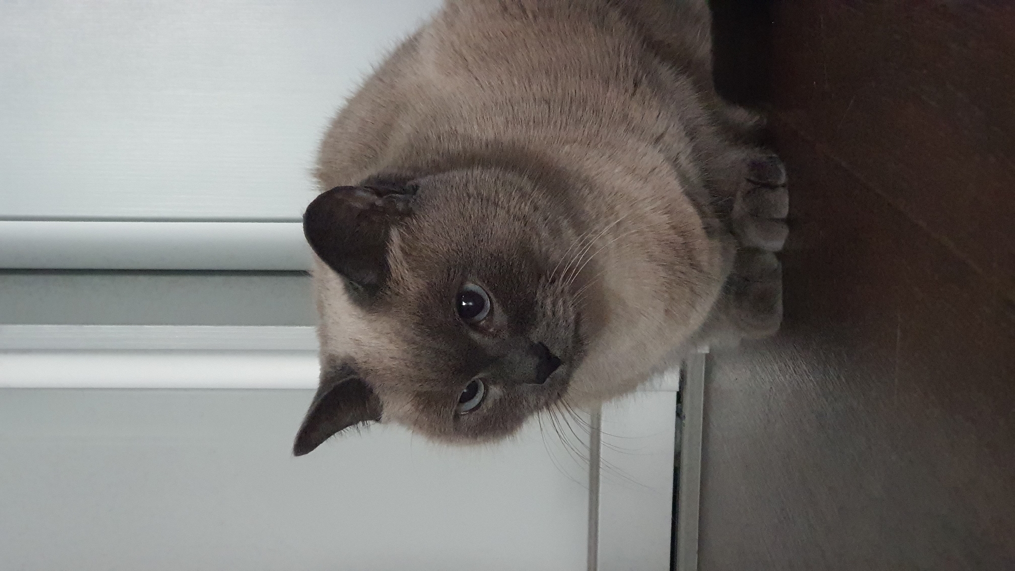 A Siamese cat is sitting on a dark wooden floor in front of a white door or wall. The cat is facing left with its head tilted slightly down and to the left, its blue eyes are looking in the same direction. The cat has light brown fur with darker brown points on its ears and face. The background is plain white and appears to be a wall or door. The image is taken from a medium distance, showing the cat from the chest up. The lighting is soft and even, with no harsh shadows. The environment is indoor and appears to be domestic. There is no indication of the location in Krasnoyarsk, Russia.