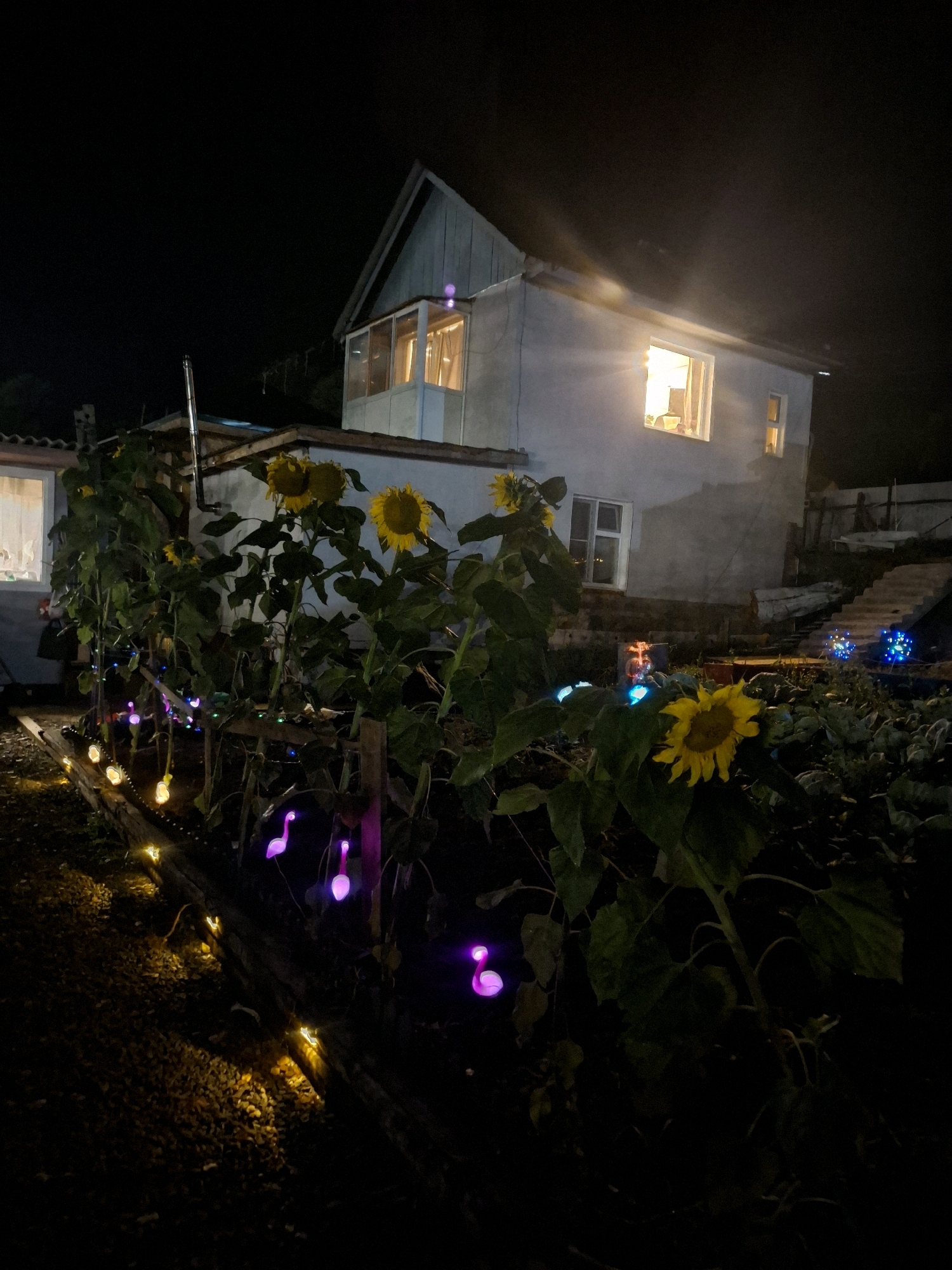 A night time, low-angle outdoor shot captures a dimly lit scene of a rural backyard. In the foreground, a row of sunflowers, some bearing large yellow blooms, stands tall against a backdrop of dark foliage. Along the base of the sunflowers, a string of colorful lights, including illuminated pink flamingos and yellow teardrop-shaped bulbs, casts a festive glow on the garden bed. Beyond the garden, a two-story house with blue siding and a light-colored stucco lower level is visible. Warm light emanates from the windows of the house, indicating occupancy. To the right of the house, a set of outdoor stairs leads upwards, adorned with glowing blue lights. The ground is covered in dark soil and scattered leaves. The overall impression is one of a cozy, decorated, and lived-in outdoor space at night.
