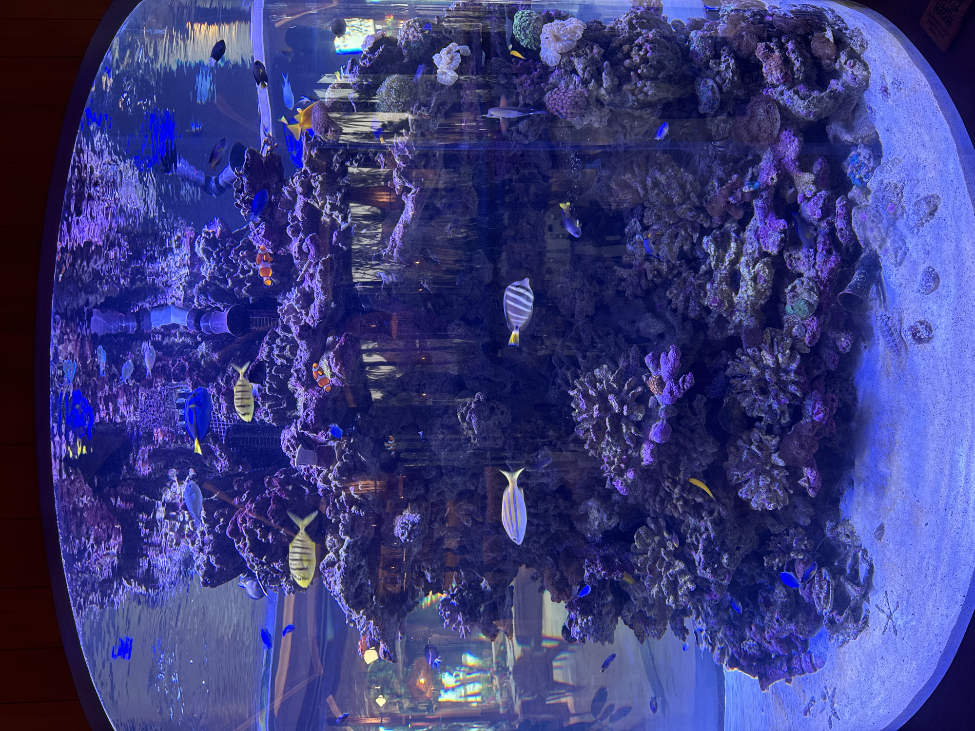 This is a photograph of a large, cylindrical aquarium filled with vibrant coral and numerous fish. The aquarium is illuminated with blue and purple light, creating a surreal underwater atmosphere. Several species of fish, including striped angelfish, damselfish, and clownfish, are visible swimming amongst the coral formations. The coral itself is a mix of colors, with purple, pink, and green hues dominating. The aquarium appears to be situated in a dimly lit indoor space, possibly a restaurant or public aquarium, with reflections of the interior visible on the curved glass surface. The sandy bottom of the aquarium is also visible, with a few starfish scattered across it. There are no people clearly visible in the image. The location is not specified in the image or provided crops.