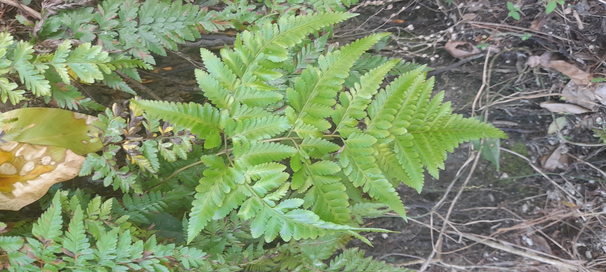 The image shows ferns growing in the city of Buketteukuh, Indonesia. The ground cover is a mix of soil, dried leaves, and twigs. The ferns are green and appear to be healthy.
