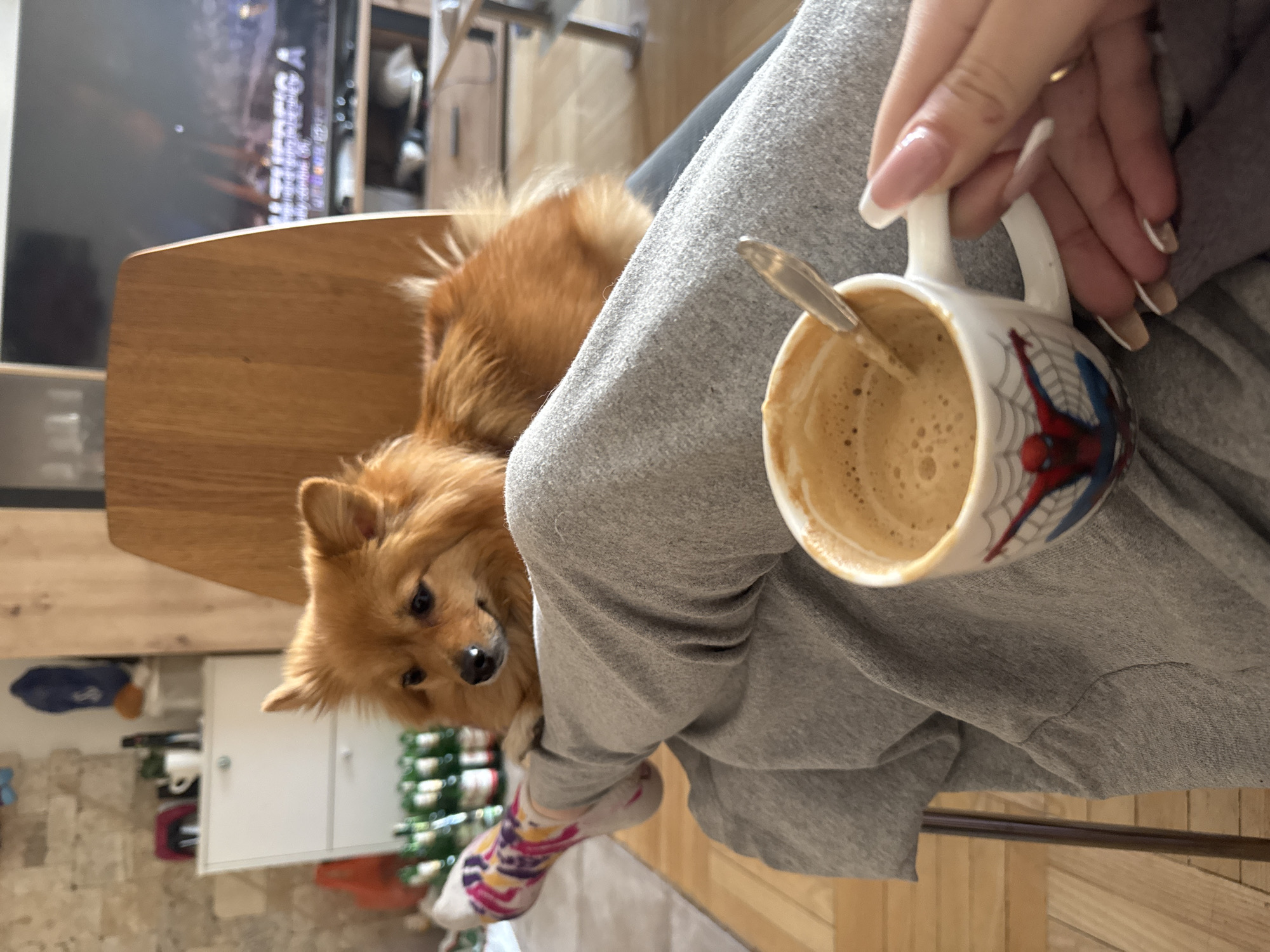 A person is sitting with a cup of coffee, featuring a Spiderman design, in their hand. A spoon is visible inside the cup. The person is wearing gray sweatpants and colorful socks. A brown Pomeranian dog is resting on a wooden chair next to the person. A television and furniture are visible in the background. The location appears to be indoors, potentially a home. It is difficult to confirm that the location is specifically Sofia, Bulgaria from this single image.