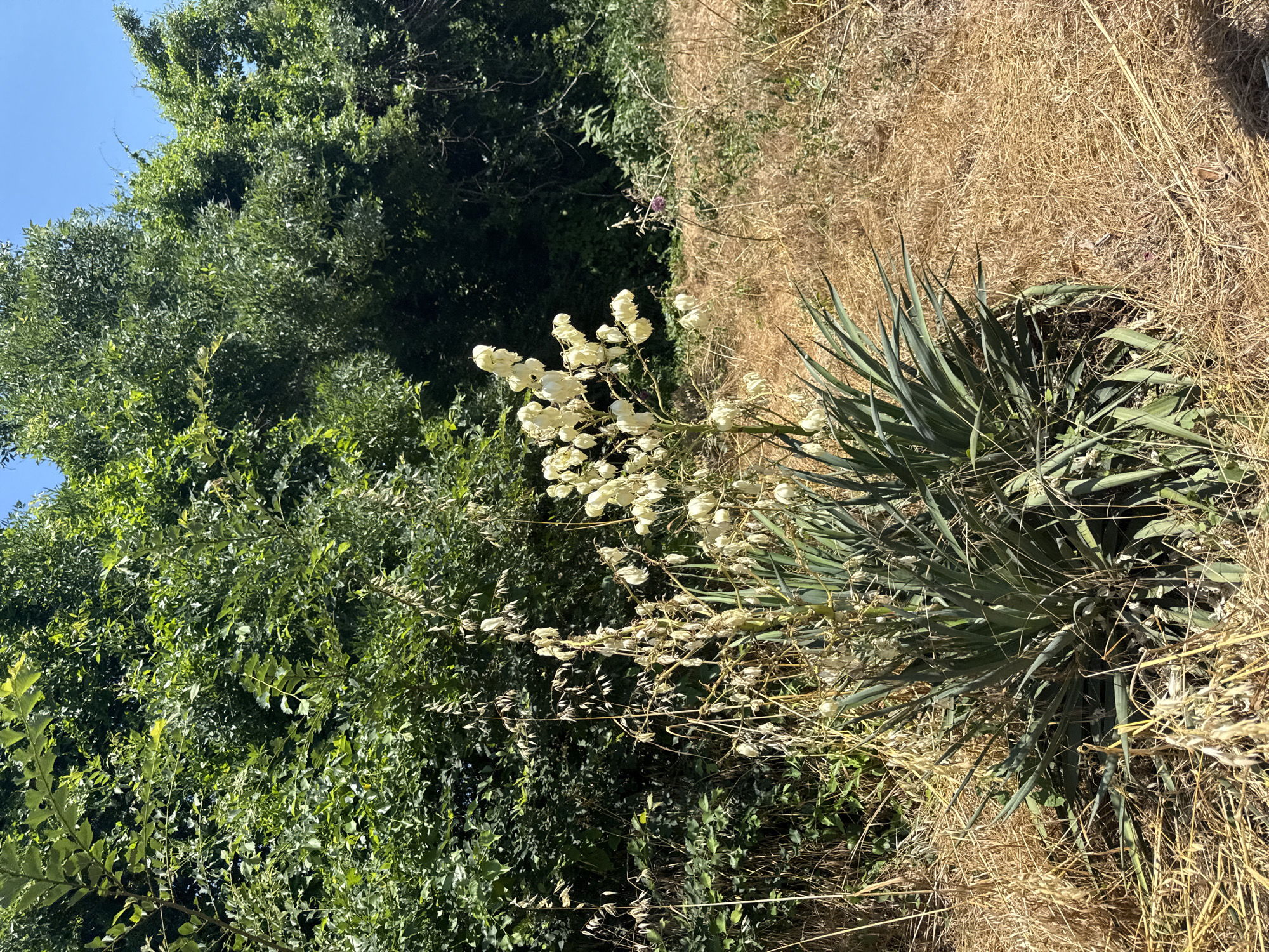 A medium shot captures a Yucca plant with white flowers in bloom, set against a backdrop of dense green foliage and a clear blue sky. The plant's sword-like leaves are a vibrant green, contrasting with the dry, golden grass surrounding its base. Several stalks of the Yucca are adorned with numerous white, bell-shaped flowers, some still closed buds and others fully open. The background features a thick wall of trees and shrubs, suggesting a natural or semi-wild environment. To the right of the Yucca, the dry grass extends further, with a hint of other vegetation and a small purple flower visible in the mid-ground. The scene is well-lit by natural sunlight, creating distinct shadows. The image appears to have been taken outdoors, likely in a rural or park-like setting within the city of Dyuni, Bulgaria, given the flora and the dry, grassy terrain.