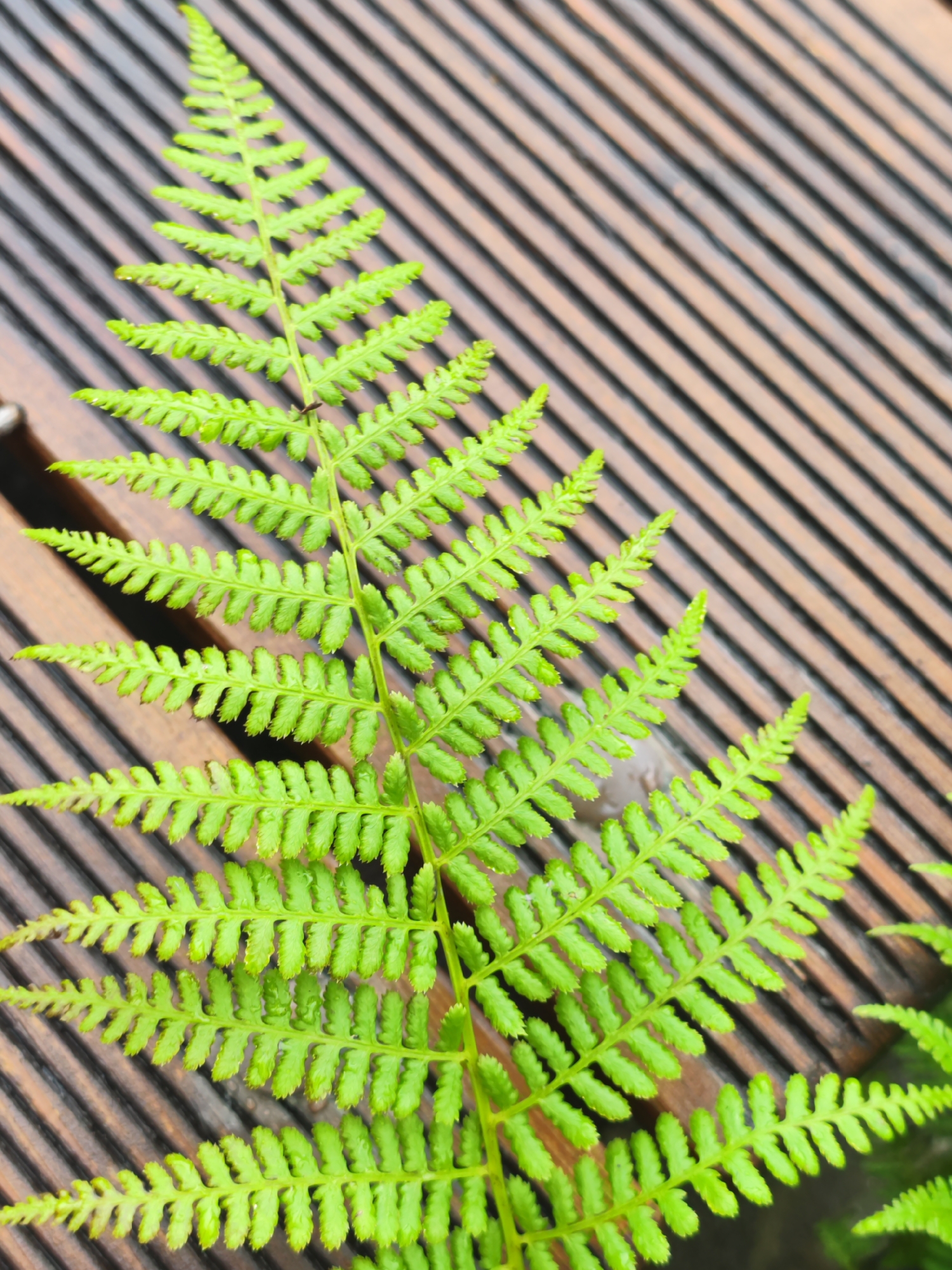 A close-up, high-angle shot shows a bright green fern frond with dew drops resting on its serrated leaflets. The frond is positioned diagonally across the frame, with its tip pointing towards the upper left. The background consists of a wooden surface made of narrow, dark brown planks laid parallel to each other, also at a diagonal. The wood appears wet, with some reflections visible, suggesting it may have recently rained. No people are present in the image, and no actions are being depicted. The scene is likely outdoors, possibly in a garden or park setting in Zima Yuzhnaya, Russia, given the available information about the location.