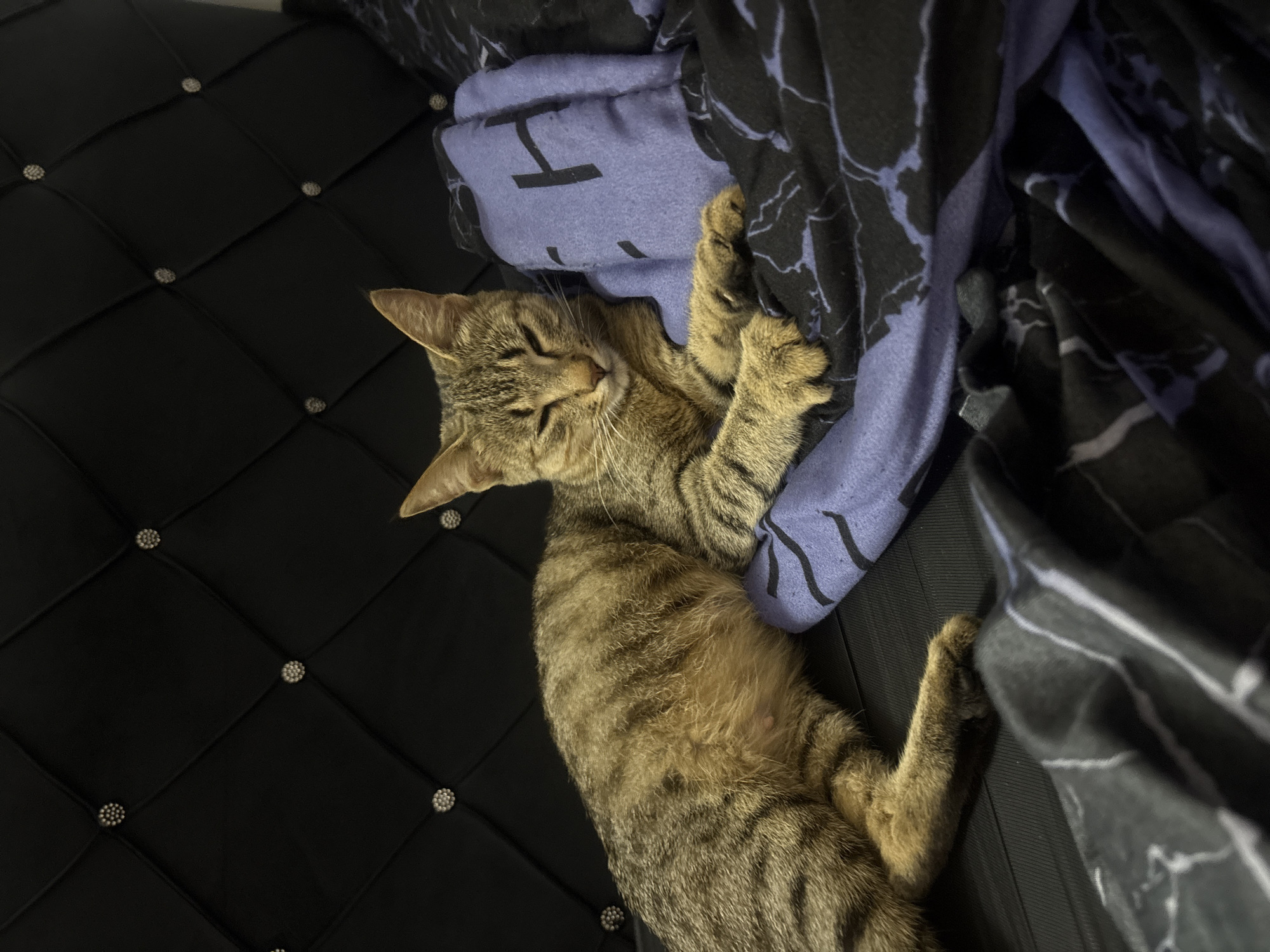 A tabby cat is sleeping on a black tufted surface, possibly a headboard or bed frame, with a patterned blue and black blanket/pillow nearby. The cat is positioned at an angle in the frame. The environment does not contain any information that would suggest a location within Gura Top, Nigeria.