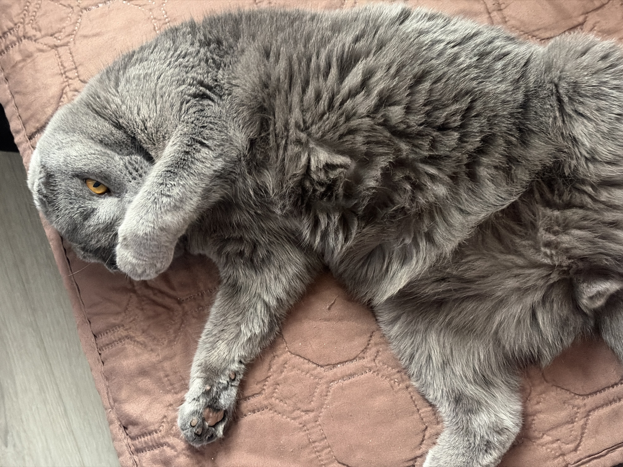 A gray British Shorthair cat is lying on a quilted pink-brown cushion. The cat has its face partially covered by a paw, but one yellow eye is visible. The cat's fur is dense and plush. The cushion is lying on a light-colored wooden floor.