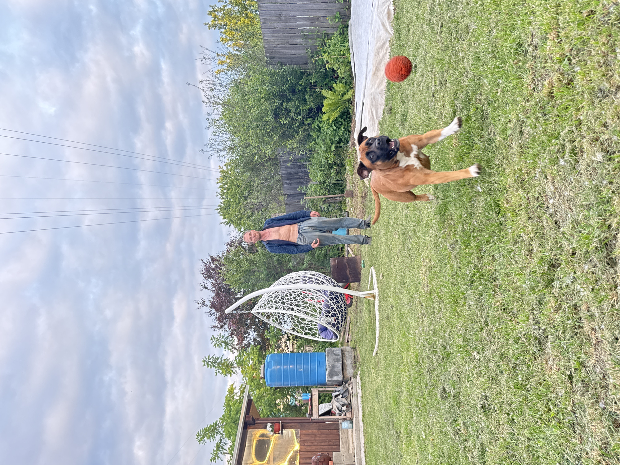 A brown boxer dog is in the foreground of this image, captured mid-stride as it runs across a grassy lawn. The dog is focused on a fuzzy orange ball that is visible in the air to its right. In the background, a shirtless man stands near a white hanging egg chair. Behind him is a small wooden building with a blue water tank next to it. A wooden fence runs along the right side of the yard, and a large sheet of white material is spread out on the grass. The scene appears to be a backyard in Chaikovsky, Russia, under a cloudy sky.