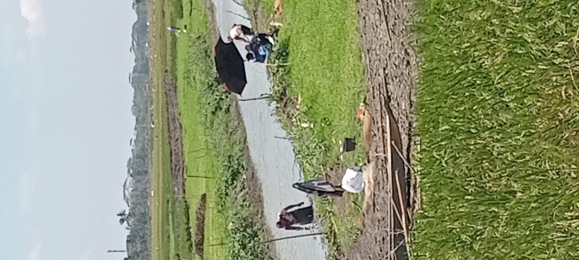 In a rural scene, possibly in the village of Paledah, Indonesia, a man is partially submerged in a body of water, likely a canal or irrigation ditch, at the edge of a green field. He is facing away from the camera, appearing to be engaged in an activity within the water, possibly washing or retrieving something. On the bank beside him, laundry hangs on a pole. Further along the bank, under a black umbrella, a group of people are gathered. One individual stands, appearing to interact with the seated individuals. The environment is characterized by lush green fields, with evidence of cultivation and possibly agriculture. The background features a distant treeline and a hazy sky, suggesting a warm, possibly humid climate. A small black bucket and other assorted items are scattered on the muddy ground near the water's edge.