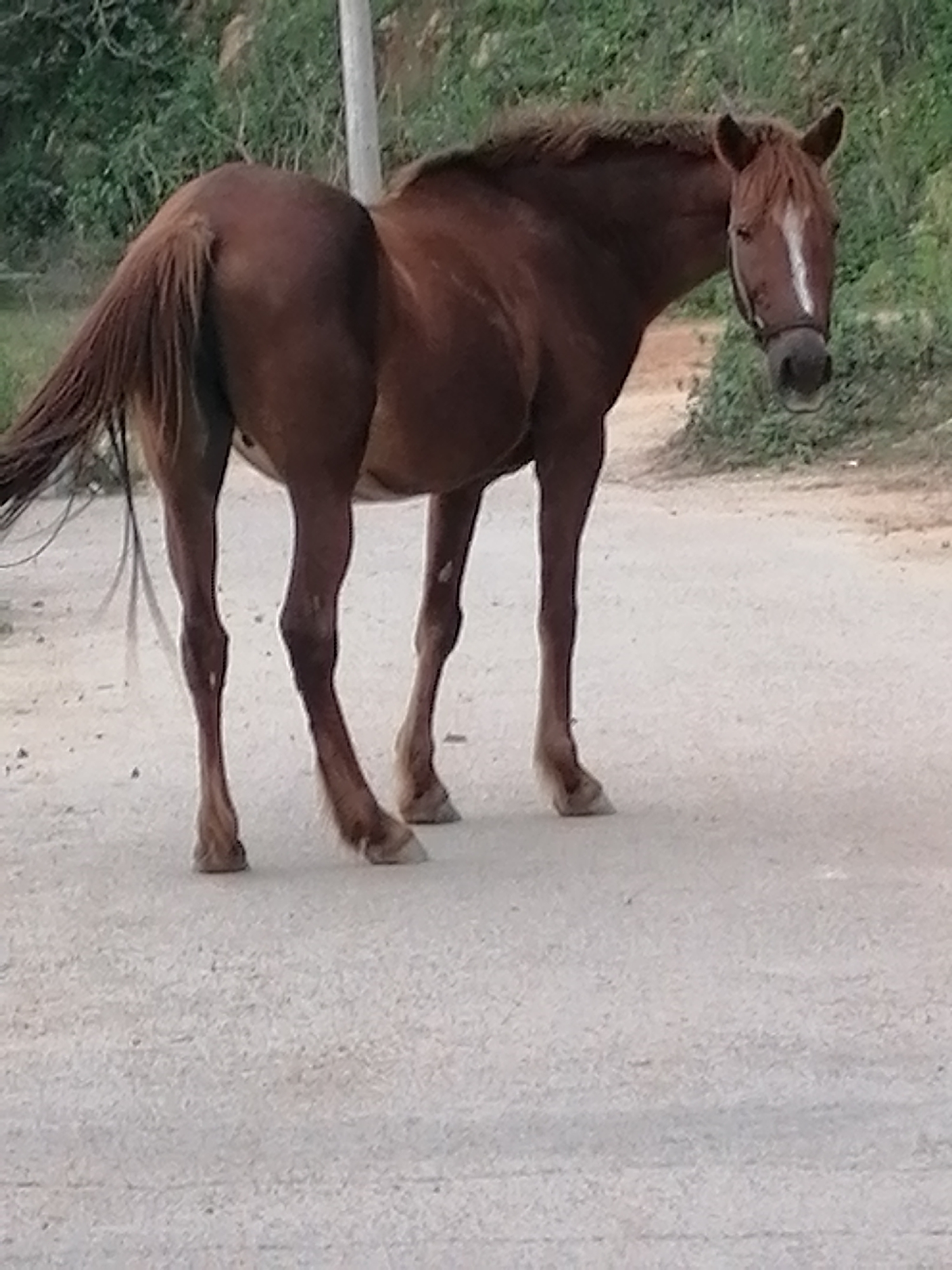 A brown horse with a white blaze on its face stands on a dirt road in Da Lat, Vietnam. The horse is facing towards the left of the frame, with its head slightly lowered. Its tail is long and bushy, and its mane is short and dark. The horse is wearing a bridle. The road is dusty and uneven, with some scattered pebbles. In the background, there are trees and bushes, and a blurred white pole. The lighting is natural, suggesting it is daytime.
