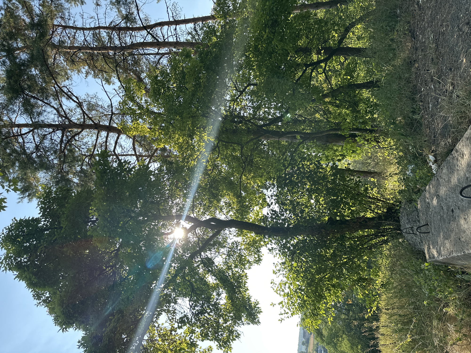 The image depicts an outdoor scene bathed in sunlight. Tall trees with dense green foliage dominate the frame, interspersed with pine trees. Sunlight beams through the branches, creating lens flares and dappled light on the leaves and ground. In the foreground, a concrete object with metal loops is visible, resting on the ground amidst dry grass and other vegetation. The background reveals a distant view of buildings, suggesting an urban or semi-urban environment. The scene captures a natural setting with man-made elements, likely in the city of Makiv, Ukraine, given the location context provided.