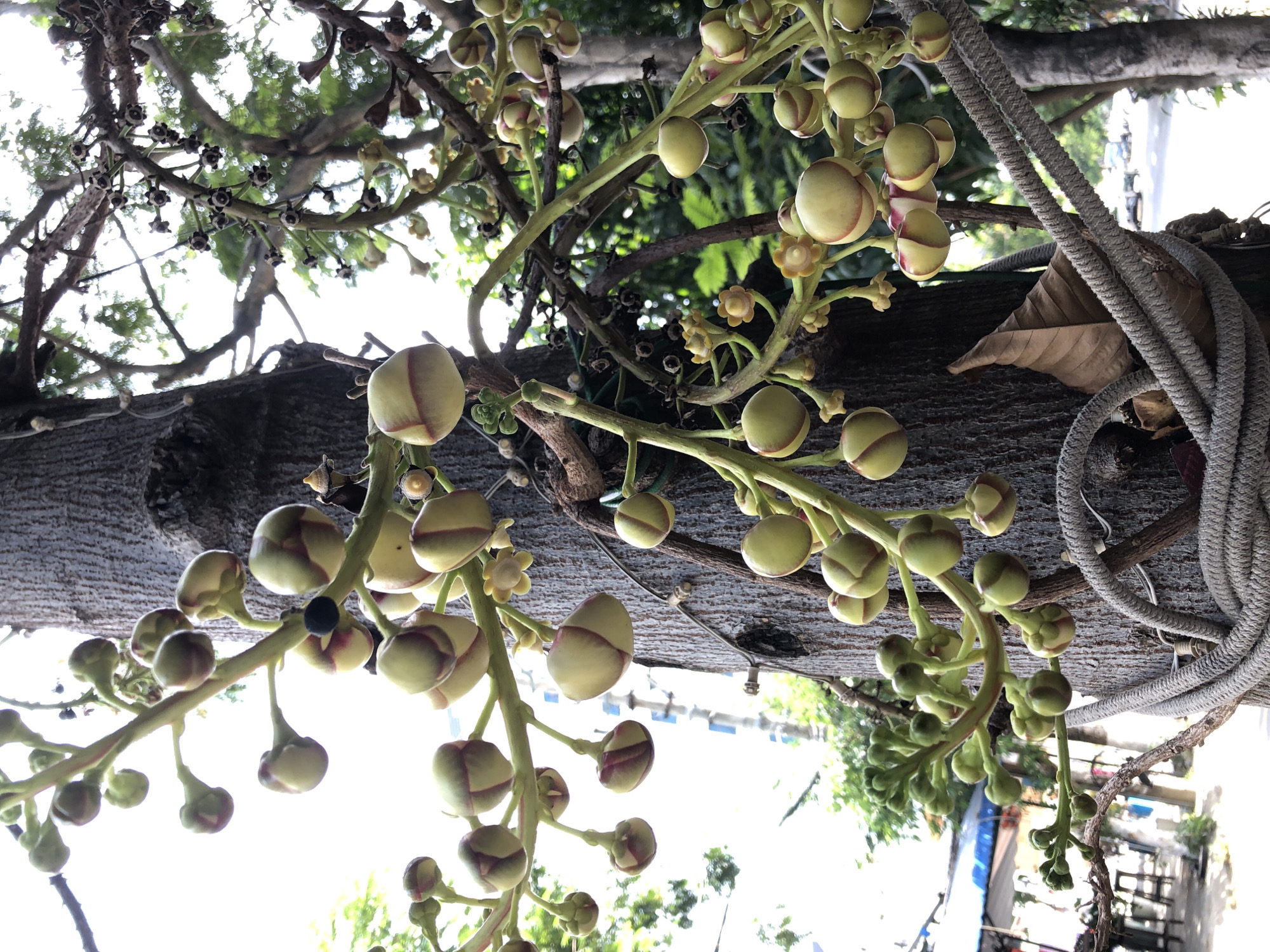 The image shows a close-up view of a Cannonball Tree (Couroupita guianensis) in an urban setting, likely in Đà Nẵng, Vietnam, as evidenced by the presence of a blue and white awning in the background and a tree-lined street with parked vehicles. The focus is on the tree's distinctive spherical, pale green fruits, some with reddish-brown stripes, and their emerging buds, which are clustered on thick branches. The fruits are suspended from the branches by delicate green stems. In the foreground, a thick, grey rope is coiled around the trunk of the tree. The tree trunk itself is rough and textured. The background is a blur of green foliage and hints of urban infrastructure, including what appears to be a building and streetlights. The overall impression is of a tropical urban landscape where nature is intertwined with city life.