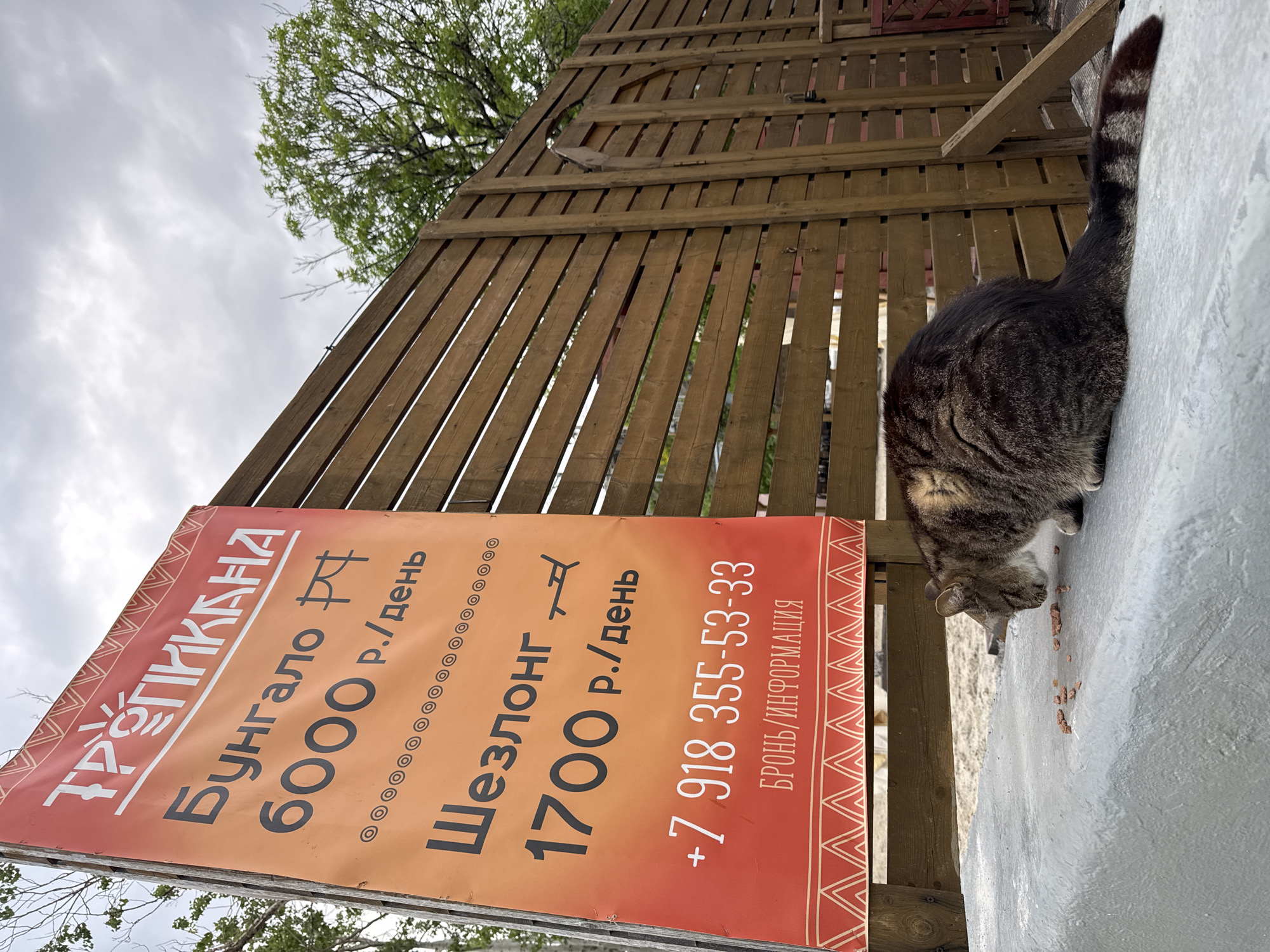 The image shows a sign written in Russian advertising "Tropikkana" bungalows for 6000 rubles per day and chaise lounges for 1700 rubles per day. A phone number for booking or information is also displayed: +7 918 355-53-33. A tabby cat is eating food on the ledge adjacent to the sign. The sign is located in the city of Sochi, Russia.