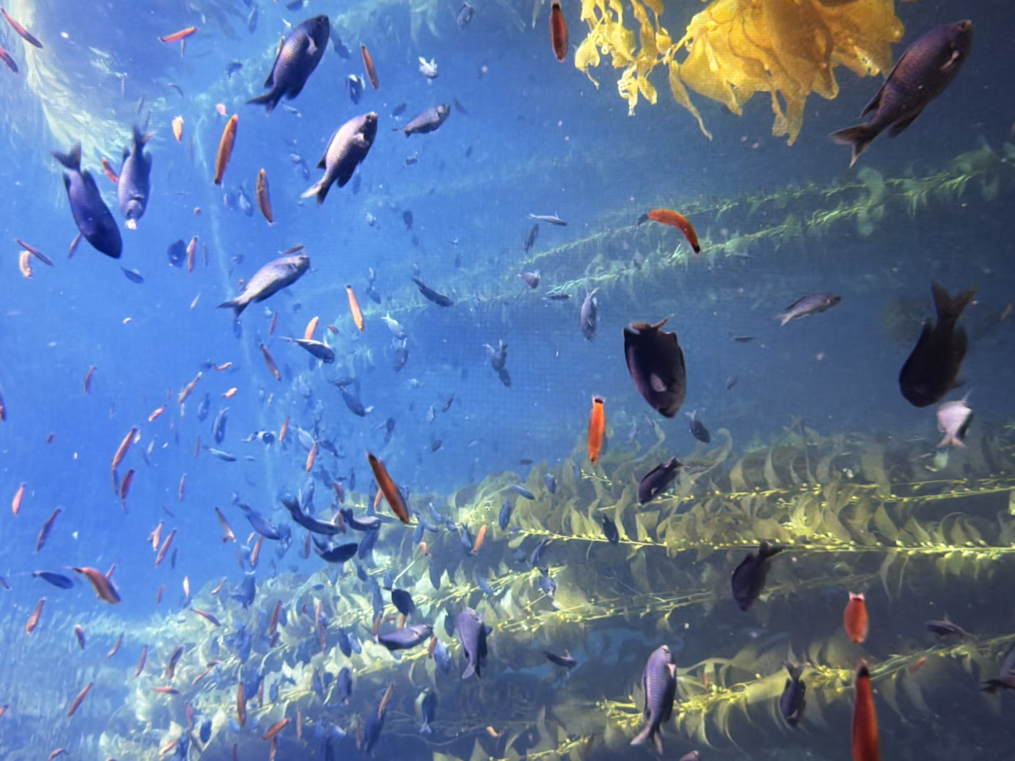 The image depicts an underwater scene filled with numerous fish swimming amongst tall, green kelp plants. The water is a vibrant blue, and sunlight filters down from above, illuminating the scene. Several types of fish are visible, ranging in size and color. Some are dark blue or black, while others are reddish-orange. Many of the fish are silhouetted against the bright blue water or the darker kelp. The kelp appears to be growing in dense stalks, creating a vertical forest-like environment. The overall impression is one of a thriving marine ecosystem. The image does not show any elements that would place it in Kyiv, Ukraine.