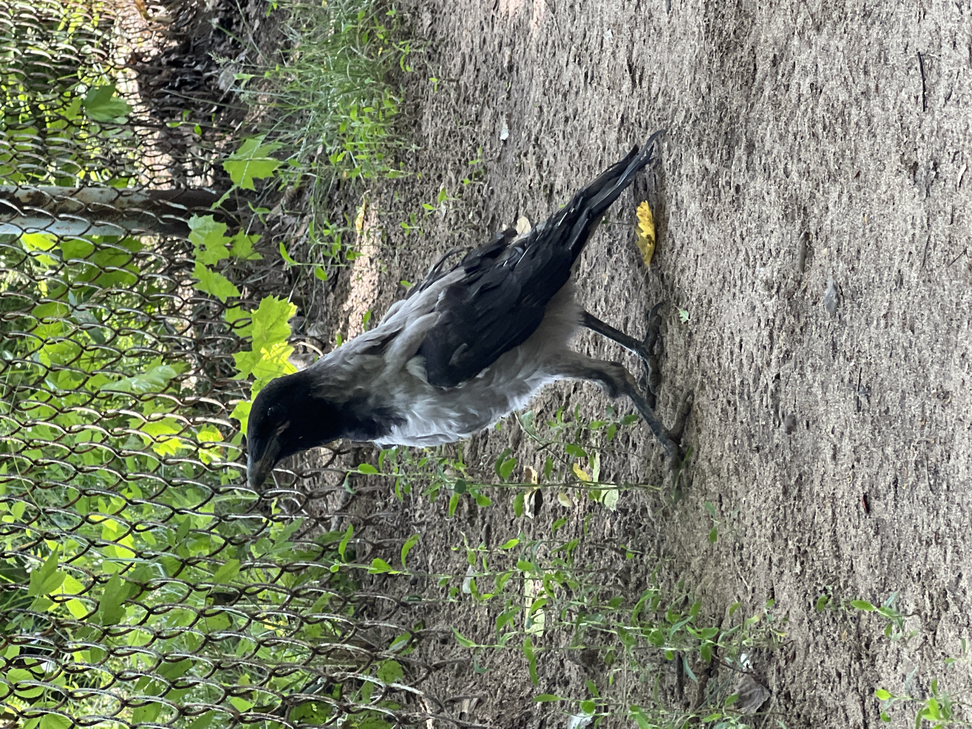 A hooded crow stands on sandy ground next to a chain-link fence overgrown with green vines. The bird, facing left, has dark gray and black feathers, with lighter gray on its neck and chest. Its legs and feet are black. A single yellow leaf rests on the ground near the bird's feet. The background shows more of the fence and green foliage. The scene appears to be in a park or outdoor public space.