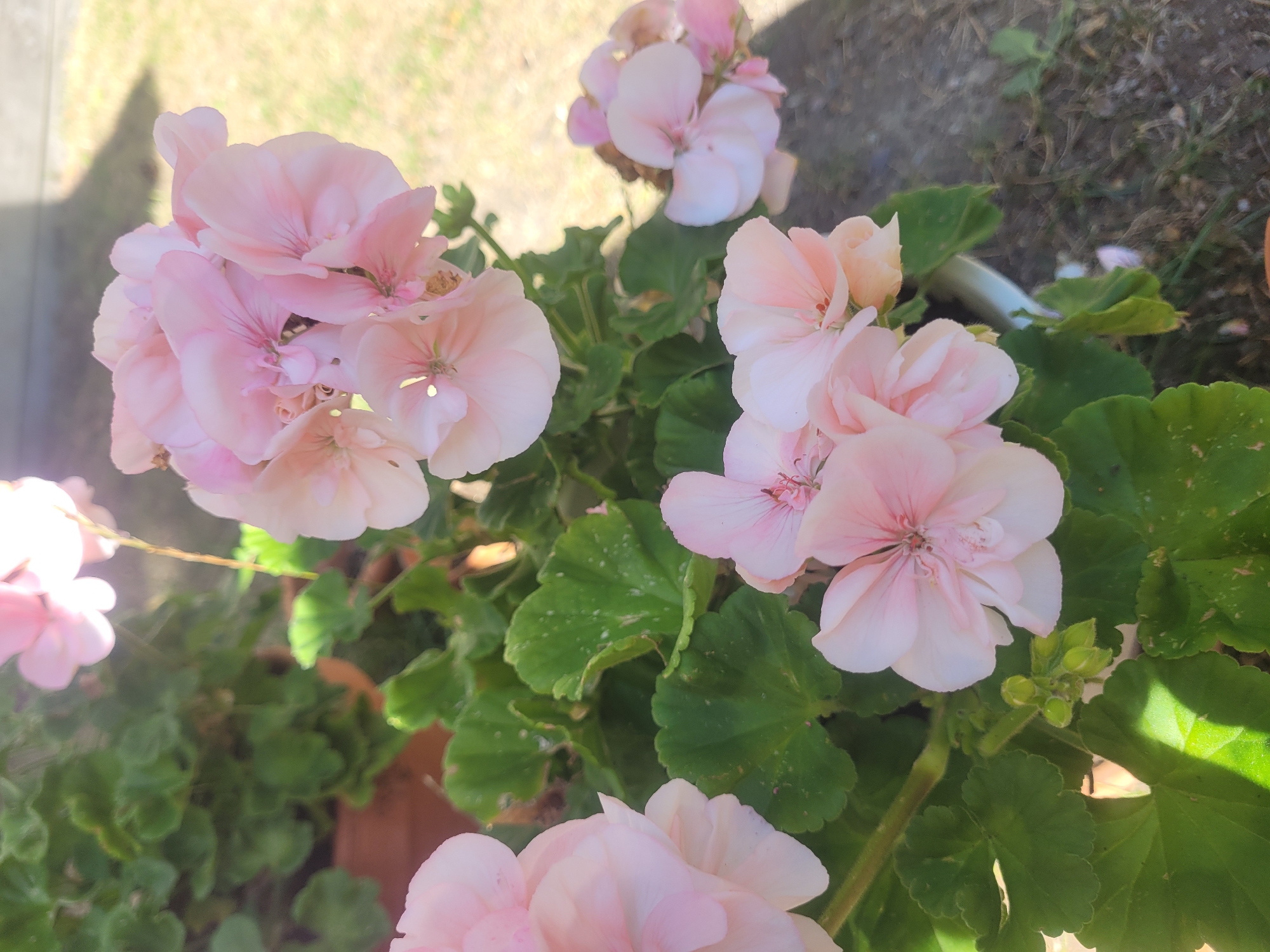 This is a close-up, eye-level outdoor photograph of several pale pink geranium flowers in bloom. The flowers are clustered together, with some fully open and others still in bud. The petals are delicate and translucent, with darker pink veins visible in some. The leaves of the plant are a deep green, with a slightly velvety texture and some small white speckles. The background is softly blurred, showing hints of brown soil and green grass, suggesting a garden or potted plant setting. The lighting is bright, casting some shadows and highlighting the textures of the petals and leaves. There is no indication of any specific location in Gävle, Sweden, as the scene is generic to many outdoor floral environments.