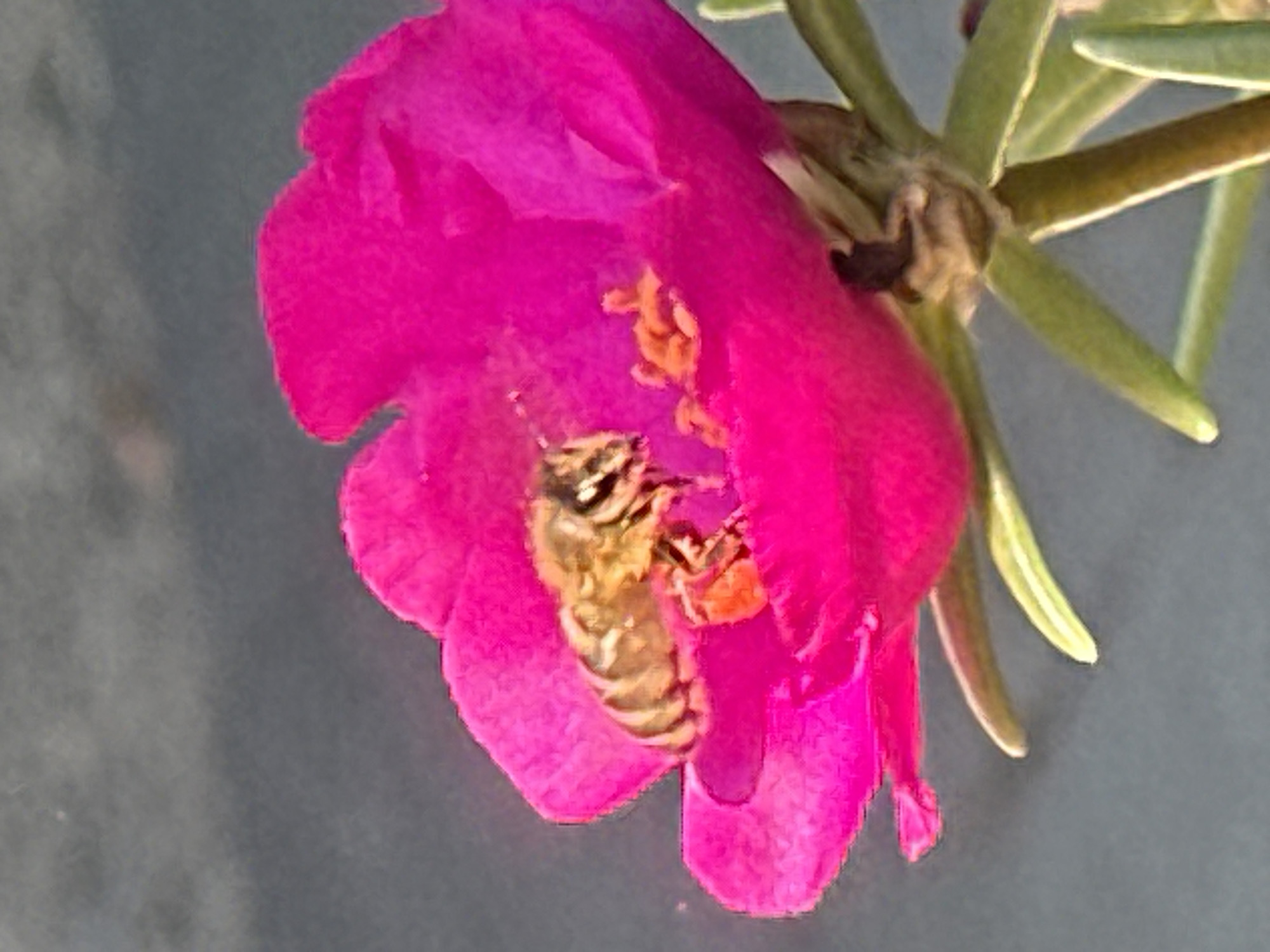 A bee is collecting pollen from a vibrant pink flower. The background is a soft gray. The image is a close-up shot, focusing on the intricate details of the bee's body and the delicate petals of the flower. The lighting suggests it may be outdoors, possibly in a garden. There is no indication of the specific location being Lobacheve, Ukraine.