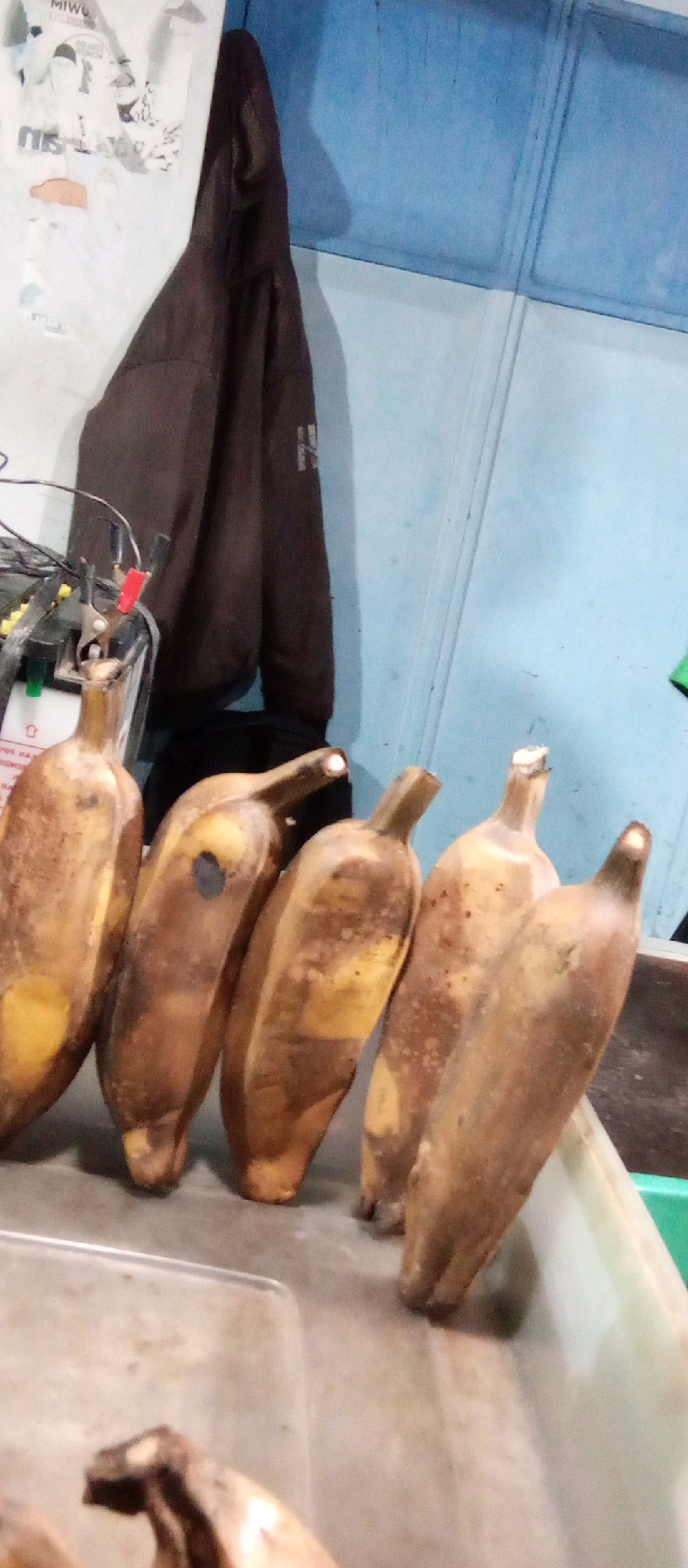 A low-angle, medium shot captures a collection of overripe, brown-spotted bananas lined up on a pale gray surface, possibly a counter or table. The bananas are positioned at an angle, with their stems pointing towards the top right of the frame and their tips towards the bottom left. Some of the bananas appear to have dark spots, indicating ripeness.
In the background, a dark brown jacket hangs on a light-colored wall with faded posters. To the right of the jacket, a blue wall with vertical paneling is visible. A black object, possibly a battery charger or electronic device with wires and alligator clips, is situated to the left of the bananas, partially obscured by the fruit. The overall environment appears to be indoors, with a hint of a green object, perhaps a plastic container, visible in the far right background. The lighting is dim, casting soft shadows. The scene does not provide specific indicators for location within Kediri City, Indonesia.