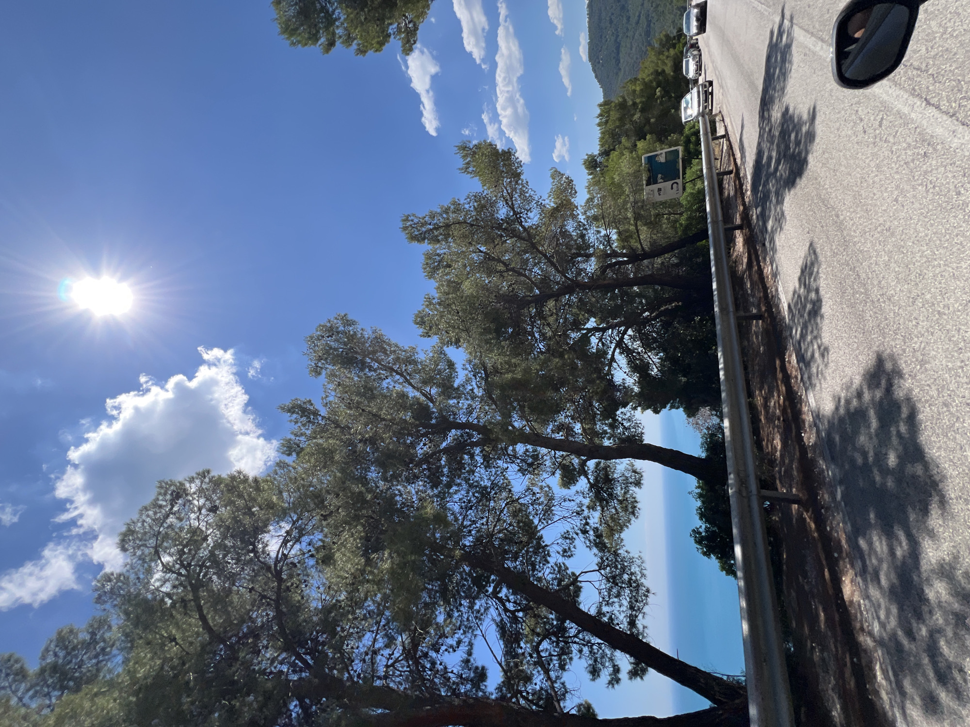 The image shows a scenic view of a road in Mattinata, Italy, with the sea visible in the background. The sun is shining brightly in a clear blue sky with some white clouds. On the left side of the road, there are several tall pine trees with dense foliage. A metal guardrail separates the road from the cliff edge. Cars are driving on the road, and there is a signpost with some symbols. The road appears to be paved with asphalt and shows some shadows from the trees. The sea is a vibrant blue, and the coastline is lined with greenery. The overall scene is one of a beautiful coastal drive on a sunny day.