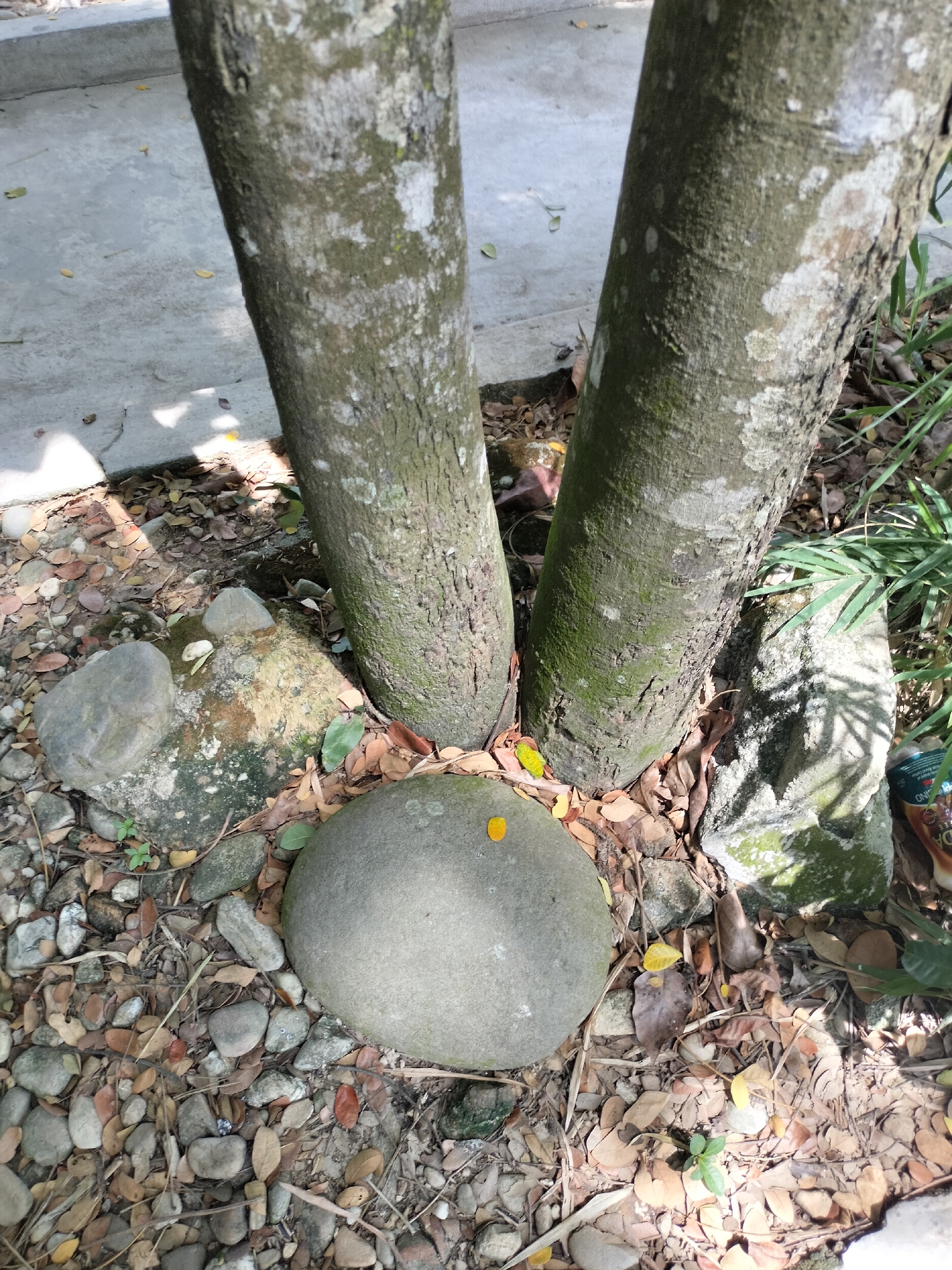 The image depicts the base of two trees with rough, light-colored bark, partially covered in green moss. They are rooted in an area covered with gravel, fallen leaves, and several smooth, rounded stones of varying sizes. One prominent, large, rounded gray stone sits in the foreground, partially encircling the base of the trees. To the left of this large stone, another medium-sized gray stone is visible, resting on a mossy, discolored patch of earth. The ground is uneven and scattered with dry, brown leaves and small pebbles. In the background, to the right of the trees, there are tall green plants with long, slender leaves, casting shadows. The overall scene appears to be an outdoor setting, possibly a garden or park area within the city of Seuneubokpeunteut, Indonesia, given the presence of concrete paving stones and the general lush vegetation. No people are visible in the frame.