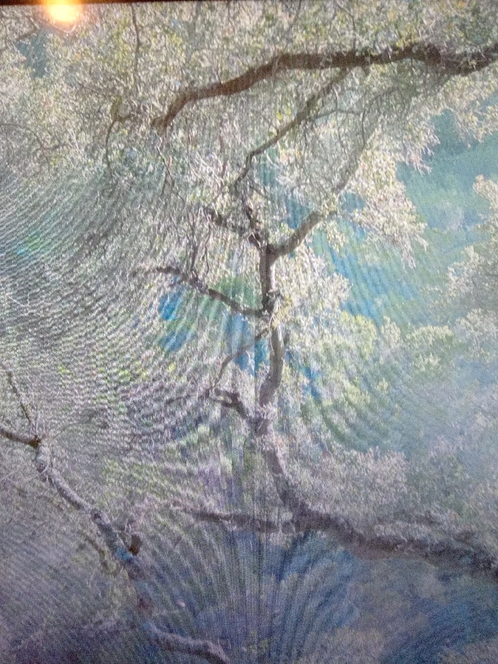 The scene, located in Ijoko, Nigeria, depicts dense tree foliage dominating the frame. The primary subject is a large, mature tree characterized by numerous thick, gnarled branches extending horizontally and diagonally. Its canopy is densely packed with small, light-colored leaves, appearing pale green or silvery-green, suggesting either new growth or a specific deciduous species. The background consists of blurred masses of darker green and bluish-green foliage, indicating a heavily vegetated or wooded environment. No individuals, animals, or man-made structures are present or discernible within the image. There are no observable actions or interactions occurring. The image itself exhibits significant digital artifacts, including prominent horizontal scan lines and a general pixelated quality, with a distinct bright orange light source visible in the upper left corner.