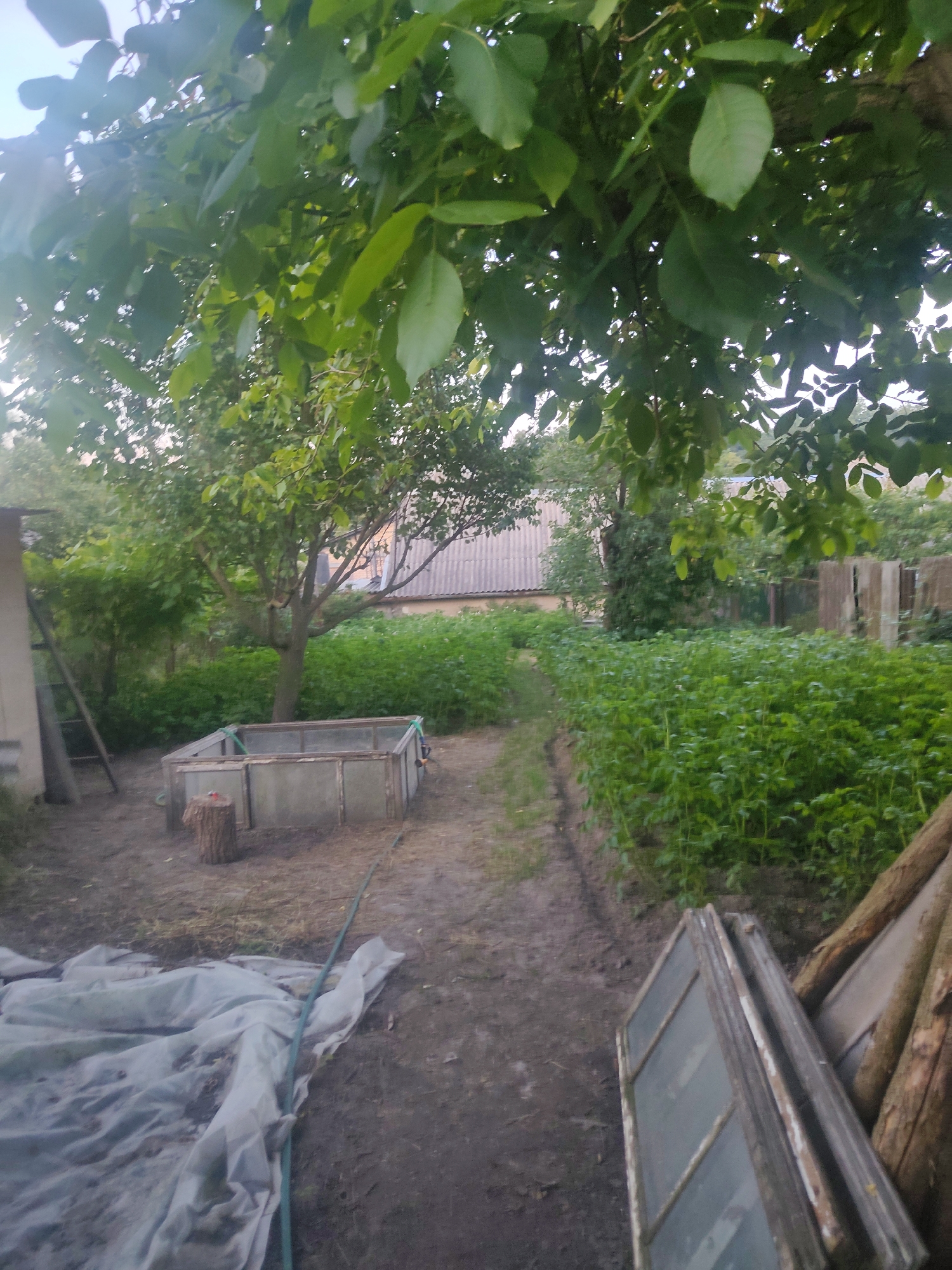 The image depicts a backyard scene in Borova, Ukraine. In the foreground, a large piece of white tarp is spread out on the ground, partially obscuring a green hose that snakes across the dirt path. To the right, a stack of old wooden window frames is leaning against a pile of logs. Further into the yard, a wooden frame structure, possibly a greenhouse or raised garden bed, is visible. Behind it, a dense patch of green foliage thrives, bordered by a pathway. A mature tree with lush green leaves shades the area. In the background, a house with a grey roof and a fence line can be seen. The overall impression is one of a rural or suburban setting, likely a garden or allotment.