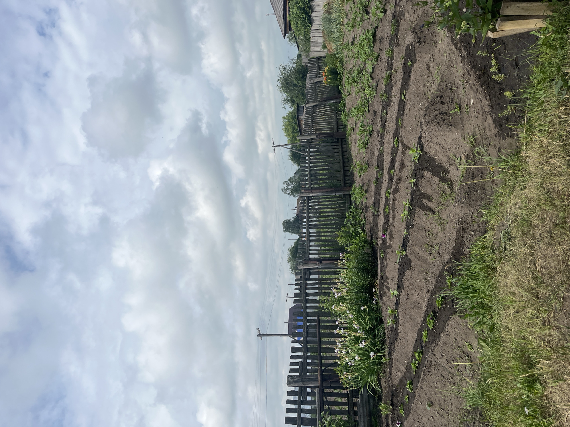 The image depicts a view of a garden in Sukhrinskoye, Russia, under a cloudy sky. A weathered wooden fence runs horizontally across the midground, separating the garden from what appears to be a residential area behind it. In front of the fence, a patch of white and purple irises is in bloom. The foreground features rows of young plants cultivated in dark soil, indicating an agricultural or horticultural setting. Several rows of seedlings are visible, with some areas appearing recently tilled. The overall scene suggests a rural or semi-rural environment, likely a private garden or allotment.