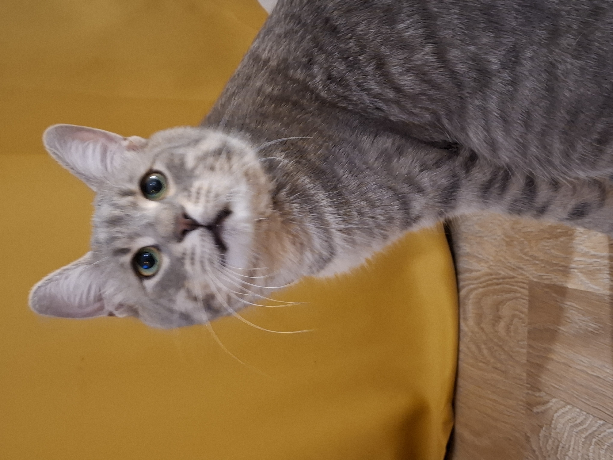 A gray tabby cat with green eyes is sitting on a wooden floor, looking up and to the left. The cat is partially obscured by a large, soft yellow object behind it. The background is a blurred yellow surface and the floor is made of light brown wooden planks. The lighting is warm and casts soft shadows. The image is a medium shot, focusing on the cat's face and upper body. There is no indication of the cat's location in Zemun Urban Municipality, Serbia.