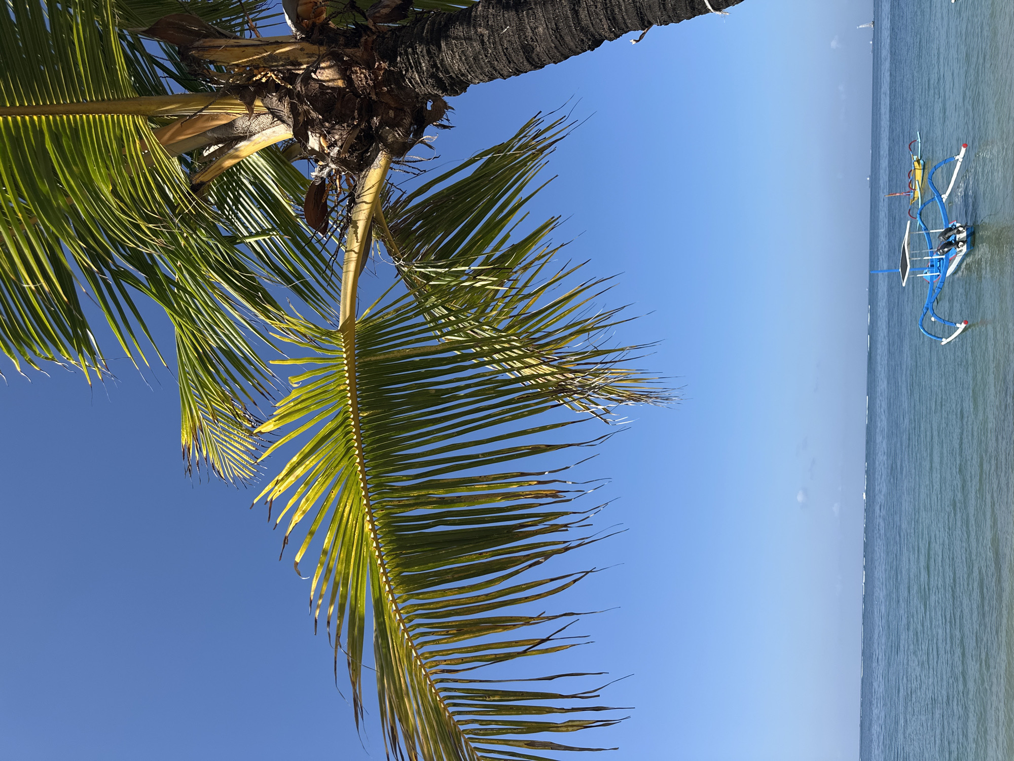 A serene beach scene unfolds under a clear blue sky, likely in Denpasar, Indonesia. In the foreground, the fronds of a lush green palm tree extend from the right side of the frame, casting a gentle shadow. The crystal-clear turquoise water gently laps at the shore. Two traditional outrigger boats, one predominantly blue and the other yellow, are anchored in the shallow water. The blue boat features a white canopy and two outboard motors. In the distance, a few faint white clouds dot the horizon. The overall atmosphere is one of tranquility and tropical beauty.
