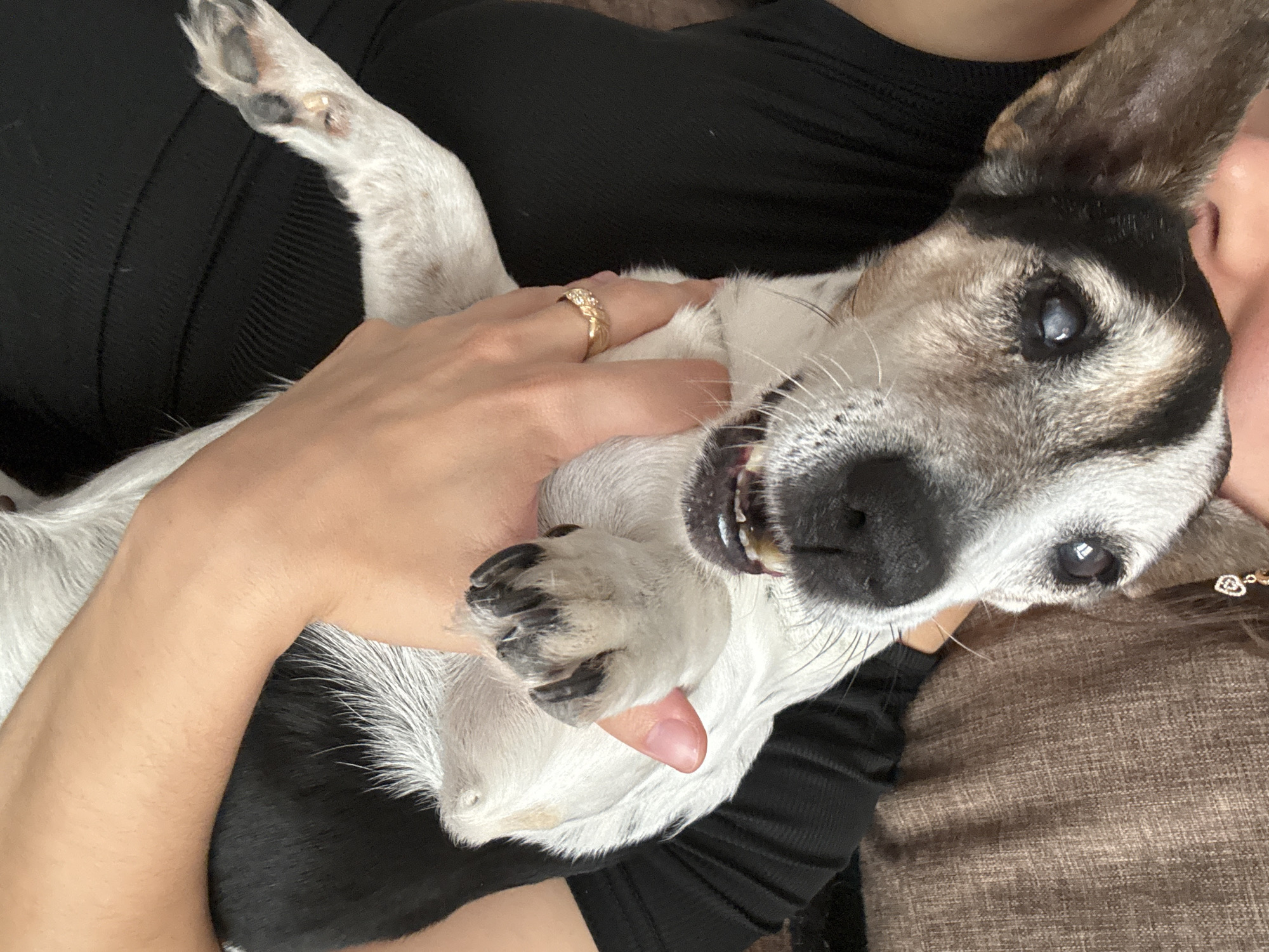 A Jack Russell terrier with graying fur and a cloudy left eye is held by a person wearing a black tank top. The person's left hand, adorned with a gold ring, is touching the dog's cheek. The dog's mouth is open, revealing its teeth, and its right paw is resting on the person's arm. The background consists of a brown textured surface, possibly upholstery. The image appears to be taken indoors.