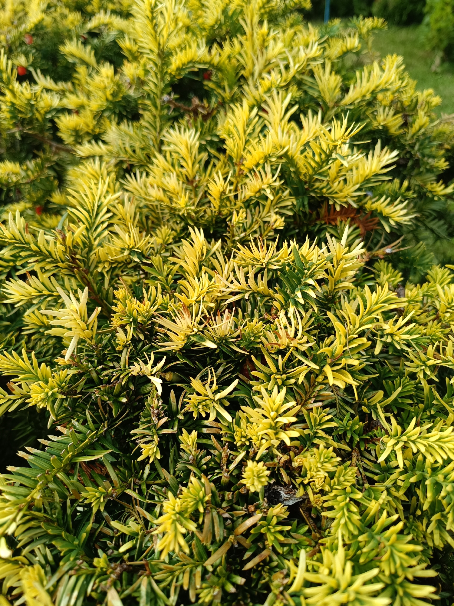 The image shows a close-up view of a yew bush with vibrant green and yellow foliage. Small red berries are scattered throughout the branches, particularly visible on the left side of the frame. The bush appears healthy and well-maintained, with dense growth covering the majority of the image. The background consists of slightly out-of-focus green grass, suggesting an outdoor setting. There is no indication of any specific location in the city of Tebras, Latvia, nor are there any people, actions, or interactions depicted.