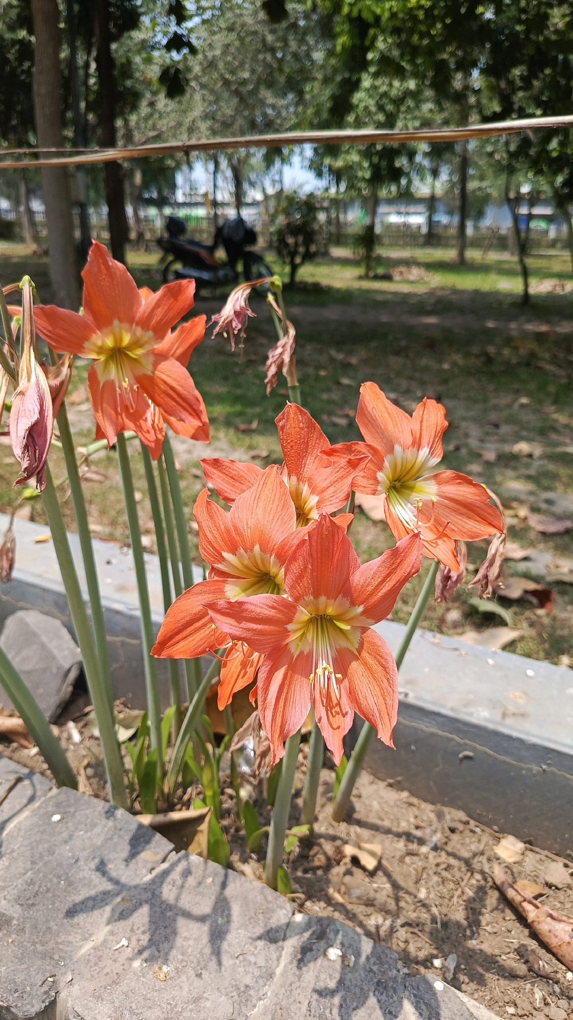 In Babadan, Indonesia, an outdoor scene unfolds with a focus on several vibrant orange lily-like flowers in the foreground, their petals streaked with yellow and white. These flowers are emerging from a garden bed lined with gray concrete. The background is softly blurred, showing trees and a grassy area. In the middle ground, a motorcycle is visible, parked amidst the trees. The overall environment suggests a park or a well-maintained public space. The lighting indicates it is daytime, with shadows cast by the flowers onto the foreground concrete.