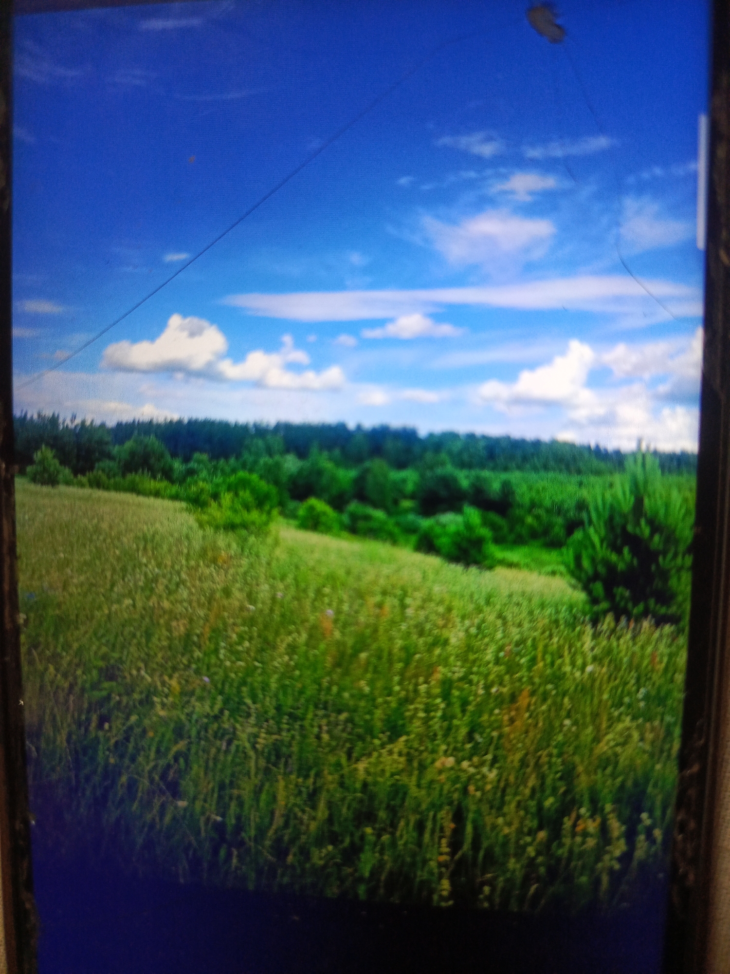 The image depicts a bright blue sky with scattered white clouds. A thin, dark, curved line runs across the sky from the top left to the center. Below the sky is a dense, dark green forest. In front of the forest is a vast field of tall, green grass, interspersed with smaller yellow and white wildflowers. The bottom portion of the image is dark, obscuring any further details of the foreground. No people or specific structures are visible. The image appears to be a photograph of a natural landscape, possibly a rural or park area. There are no identifiable landmarks or contextual clues that would place the image within the city of Svoboda, Russia.