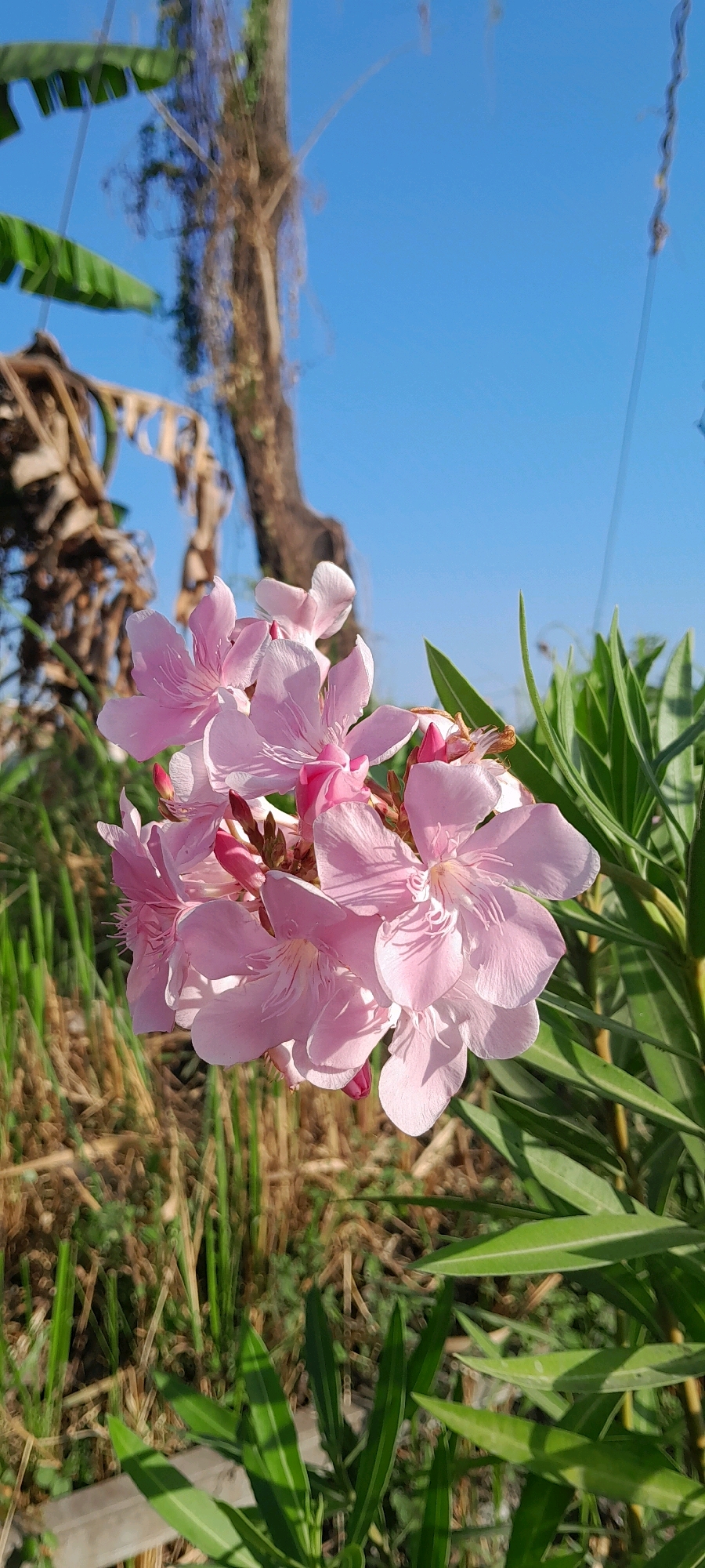 The image shows a close-up of a cluster of pale pink oleander flowers in bloom. The flowers are delicate with five petals and a central stamen. They are set against a background of lush green foliage, dry grass, and a tree trunk with vine-like growths. In the upper left corner, parts of banana leaves are visible. The sky above is a clear, vibrant blue, indicating a sunny day. The scene appears to be outdoors, likely in a garden or natural setting in Rejosari, Indonesia. There are no people or animals visible in the image.