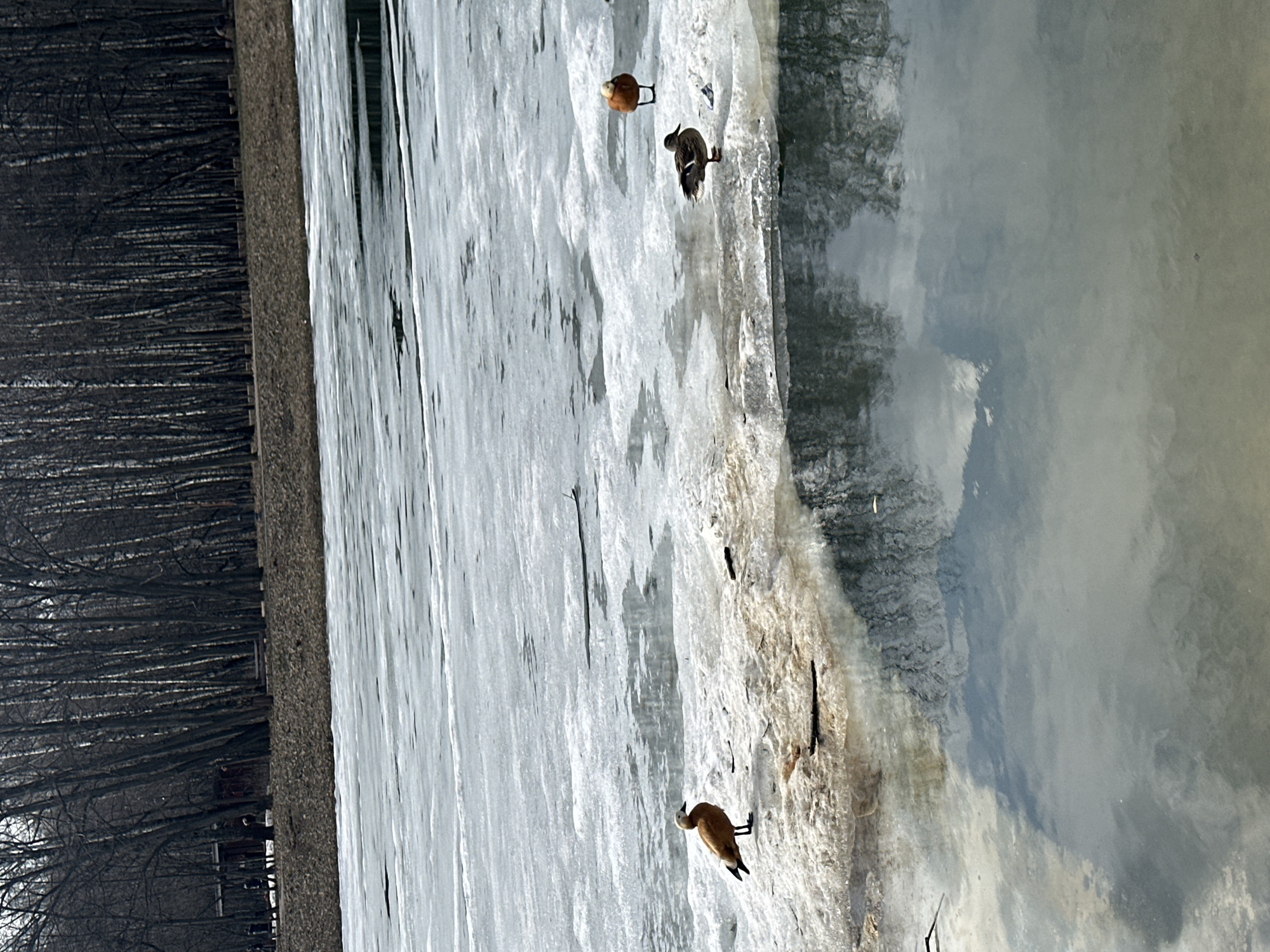 The image shows a body of water, likely a pond or lake, partially covered with ice. Three ducks are visible on the ice and near the edge of the water. Trees line the edge of the water. The location is likely in Moscow, Russia, based on the presence of Ruddy Shelduck ducks, commonly found in the city's parks and ponds. The scene appears to be taken during winter or early spring, given the presence of ice. The sky reflects in the open water, suggesting a partly cloudy day.