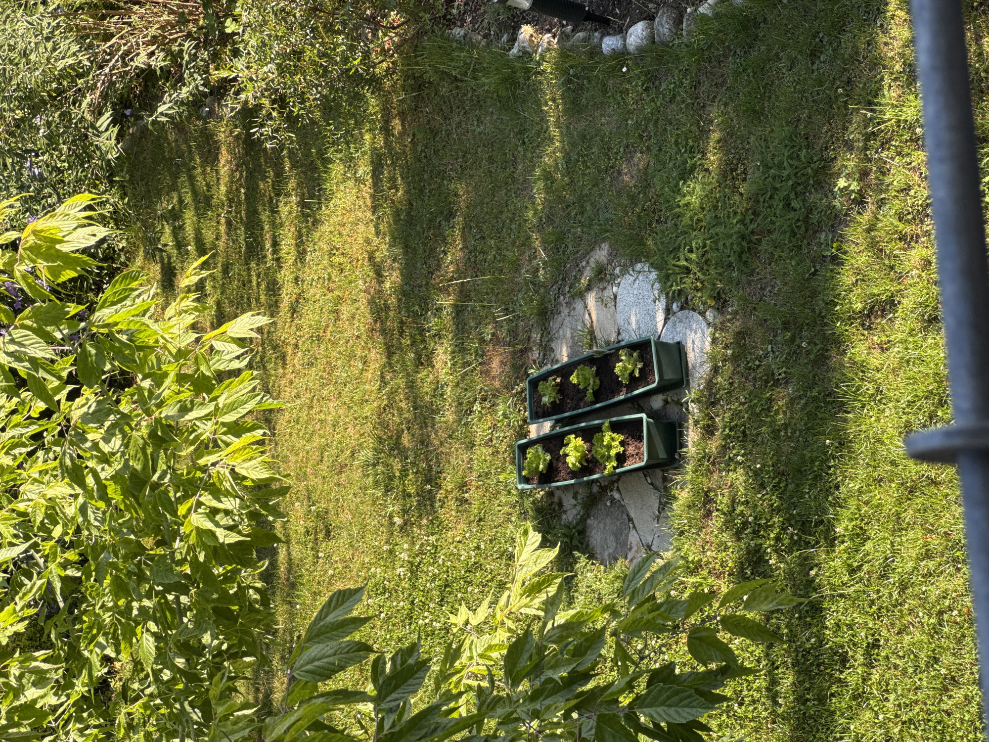 This image, taken in Höhenkirchen-Siegertsbrunn, Germany, depicts a backyard garden scene bathed in sunlight. In the foreground, a railing is visible, suggesting the photo was taken from a balcony or elevated vantage point. The middle ground features two rectangular green planters containing young lettuce plants. These planters are situated on a circular paved area within a grassy lawn. The lawn is interspersed with clover and other small white flowers, and patches of longer grass. To the left, the leafy branches of a tree with large green leaves partially obscure the view. To the right, a dense arrangement of bushes and dry grasses forms the garden's border, with a black garden light and rounded stones also visible. The overall impression is one of a tranquil, sun-drenched garden.