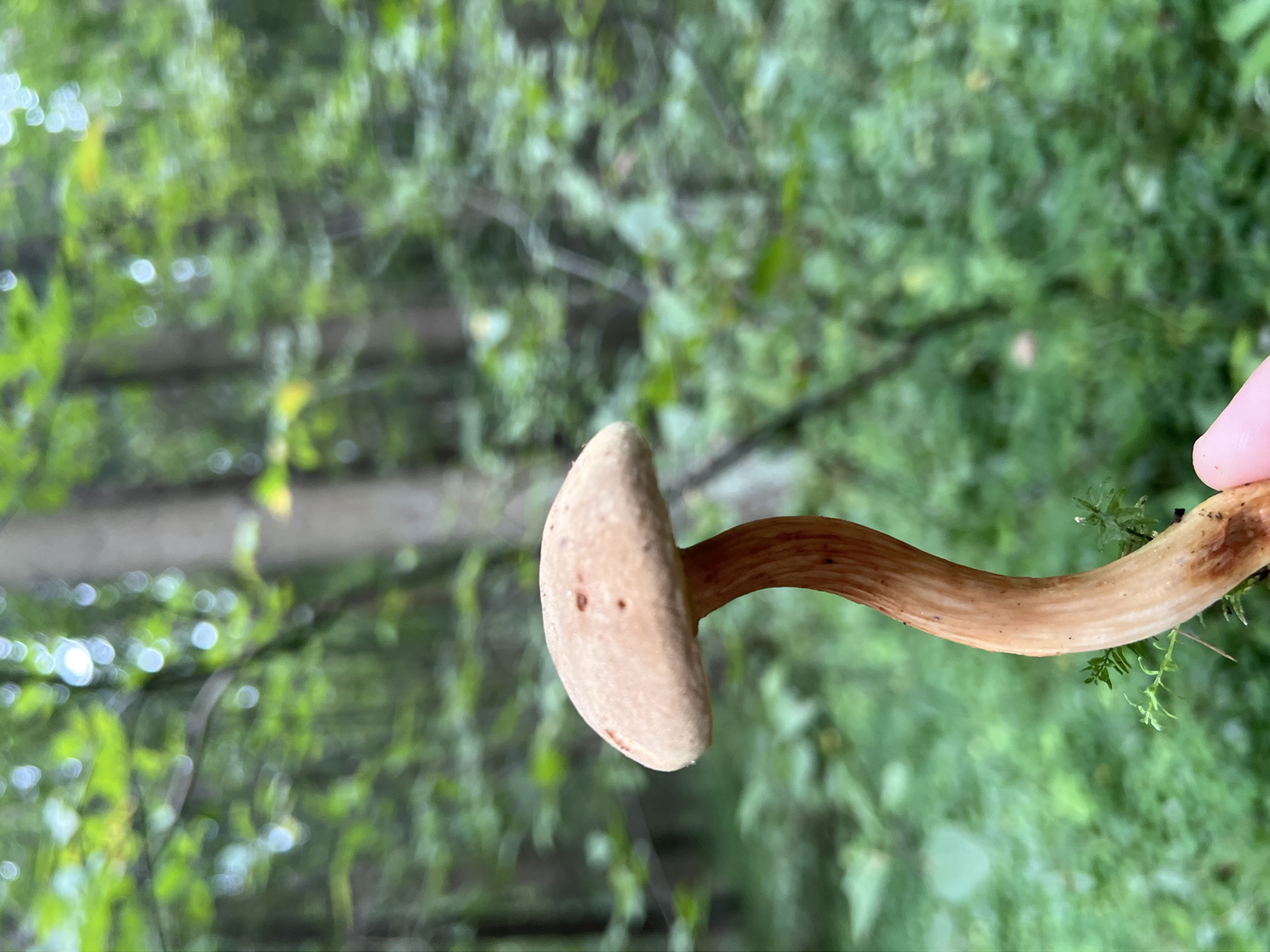A single, light brown mushroom with a curved stem is held in a person's pink finger against a blurred background of green foliage and trees in a forest. The mushroom cap is convex with some reddish-brown spots. The stem is cylindrical and tapers towards the base, which is attached to a small cluster of green moss. The background suggests an outdoor environment, possibly a park or wooded area within Vilnius, Lithuania, characterized by dappled sunlight filtering through the trees.