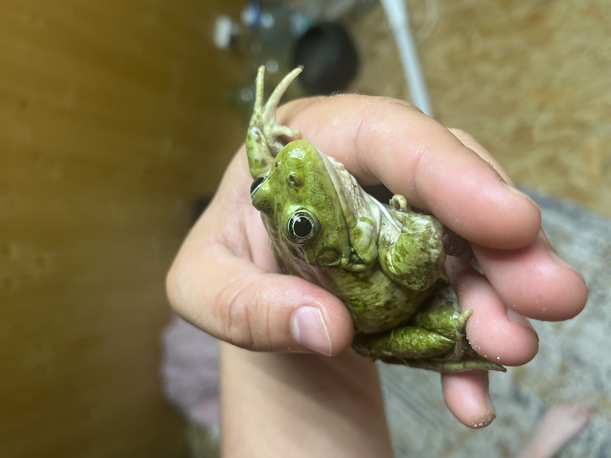 A green frog is held in a person's hand. The frog's skin is a vibrant green with some darker speckling. It has large, black eyes with gold irises. Its webbed feet are visible, with one hind leg extended. The hand holding the frog has light-colored skin and visible fingernails. The background is out of focus, with a yellowish wall and some indistinct objects. There is no identifiable information about the location in Vasilyevo, Russia, in the image.