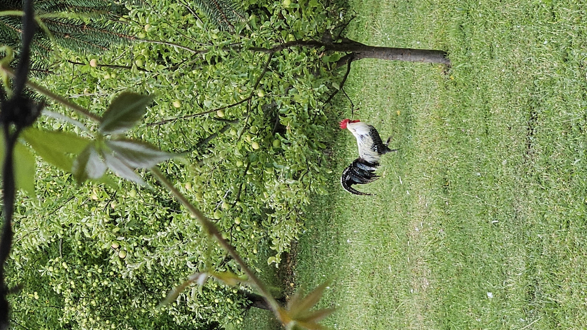 A rooster with black, white, and gray plumage is walking on a grassy lawn in front of a tree. The tree has green leaves and small, light green fruits. In the background, there are more trees with dense foliage and similar light green fruits. The scene appears to be an outdoor orchard or garden. The image does not provide specific geographical information to pinpoint a location within the city of Prešov, Slovakia.
