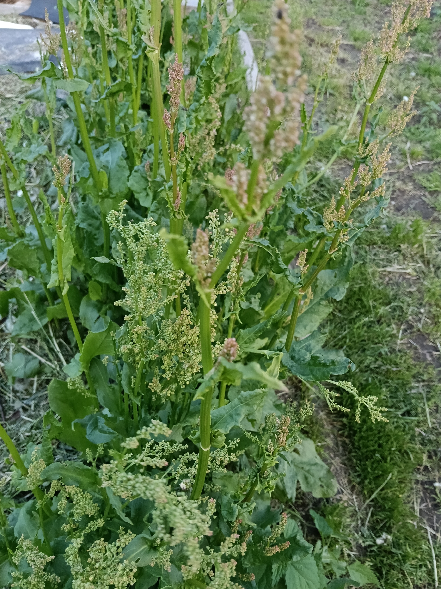 The image shows a cluster of common sorrel plants growing outdoors. The plants have long, slender stalks topped with clusters of small flowers, ranging in color from green to brown. The leaves are large and spade-shaped. The plants are situated near a patch of short grass and bare earth. The location is stated to be Красный Маяк, Russia.