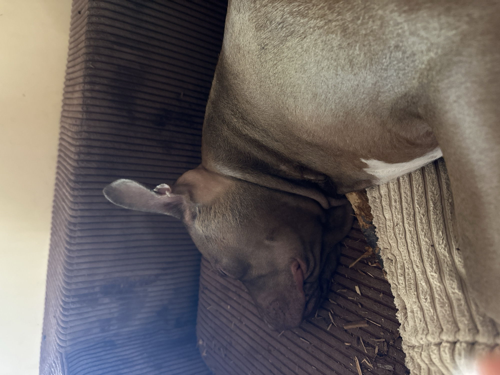 A grey pitbull dog is sleeping on a brown corduroy sofa. The dog's head is resting on a lighter colored cushion. There are small pieces of wood or debris scattered on the sofa next to the dog. The environment appears to be indoors, possibly a living room. The lighting suggests it is daytime.