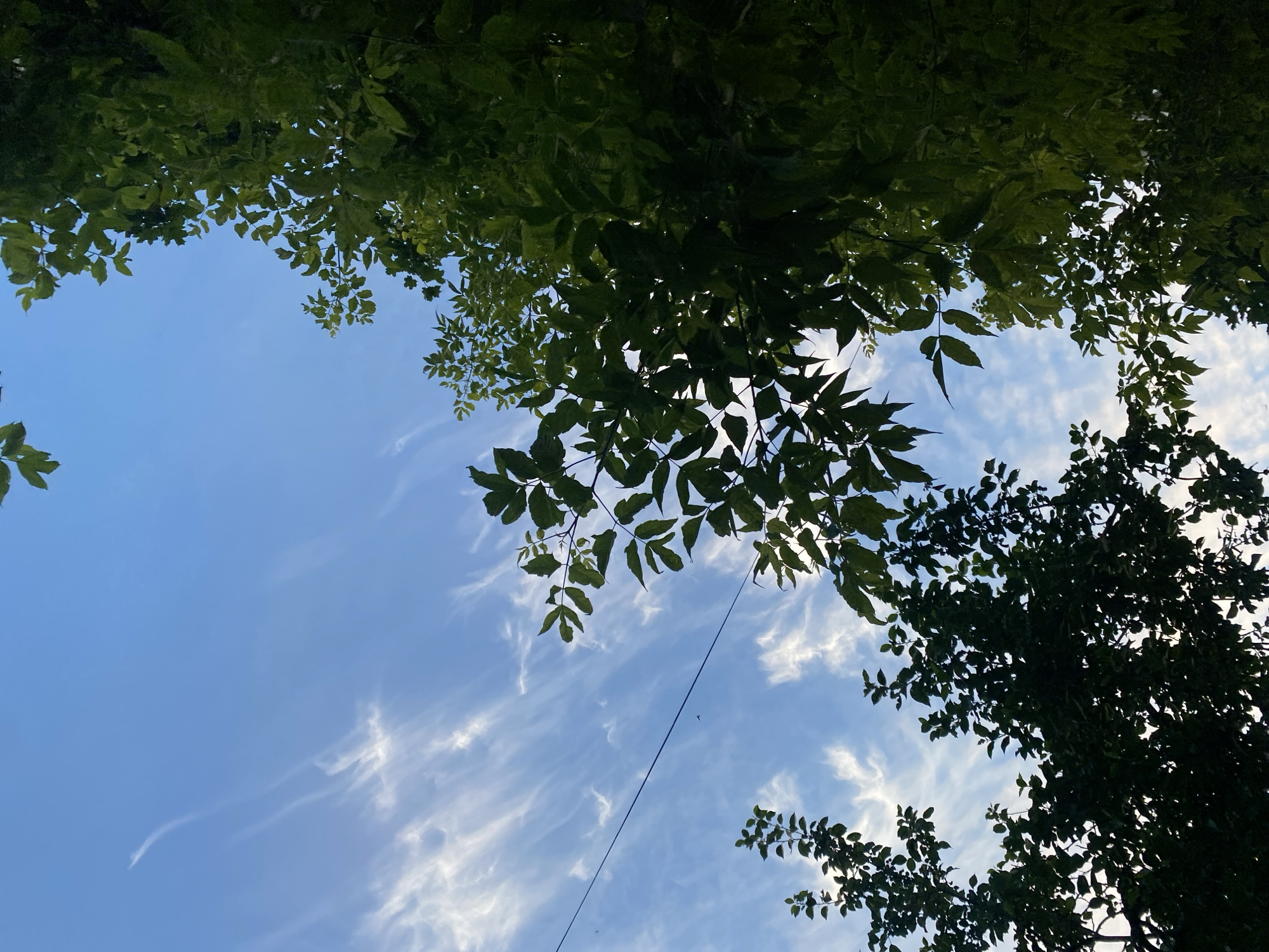 The image shows an upward view of a blue sky with wispy white clouds, framed by the dark green silhouettes of tree branches and leaves. A thin black wire stretches diagonally across the sky from the left towards the right. The scene appears to be outdoors, likely in a park or natural area, as indicated by the abundant foliage. The lighting suggests it could be daytime, with the sun possibly behind the branches causing some of them to be in shadow. No specific landmarks of Perm, Russia are visible in this image.