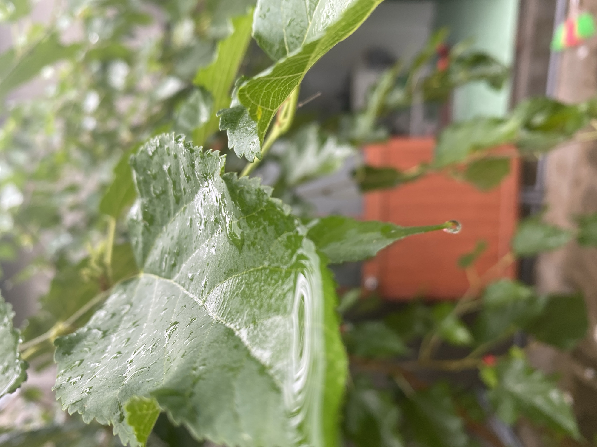 The image is a close-up, macro photograph of wet green leaves, likely taken outdoors after rain. Water droplets are visible on the surface of the leaves, some forming small pools and others clinging to the edges and tips. One prominent water droplet is captured in mid-air, about to fall from the tip of a leaf, reflecting a blurred orange object behind it. The background is out of focus, showing hints of green foliage and possibly some man-made structures in muted colors, including an orange element. The lighting appears to be overcast, typical of a rainy day. There are no people or animals visible in the image. The scene conveys a sense of nature's freshness after a rainfall. The location in Mũi Né, Vietnam, suggests this could be a garden, park, or a residential area with greenery.