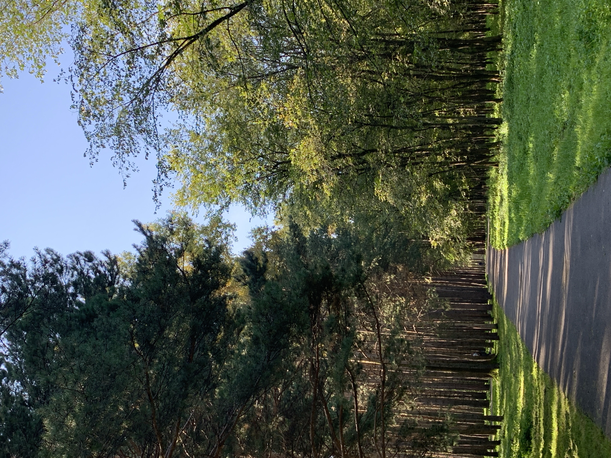 An asphalt path curves through a park with tall trees on either side. On the left, a dense stand of pine trees with dark green needles creates a shaded area. On the right, deciduous trees with vibrant green foliage line the path, allowing dappled sunlight to reach the grassy ground. The sky above is a clear blue. In the distance, two figures are visible walking along the path. The scene appears to be in a public park, possibly in the city of Prokopyevsk, Russia, given the context.