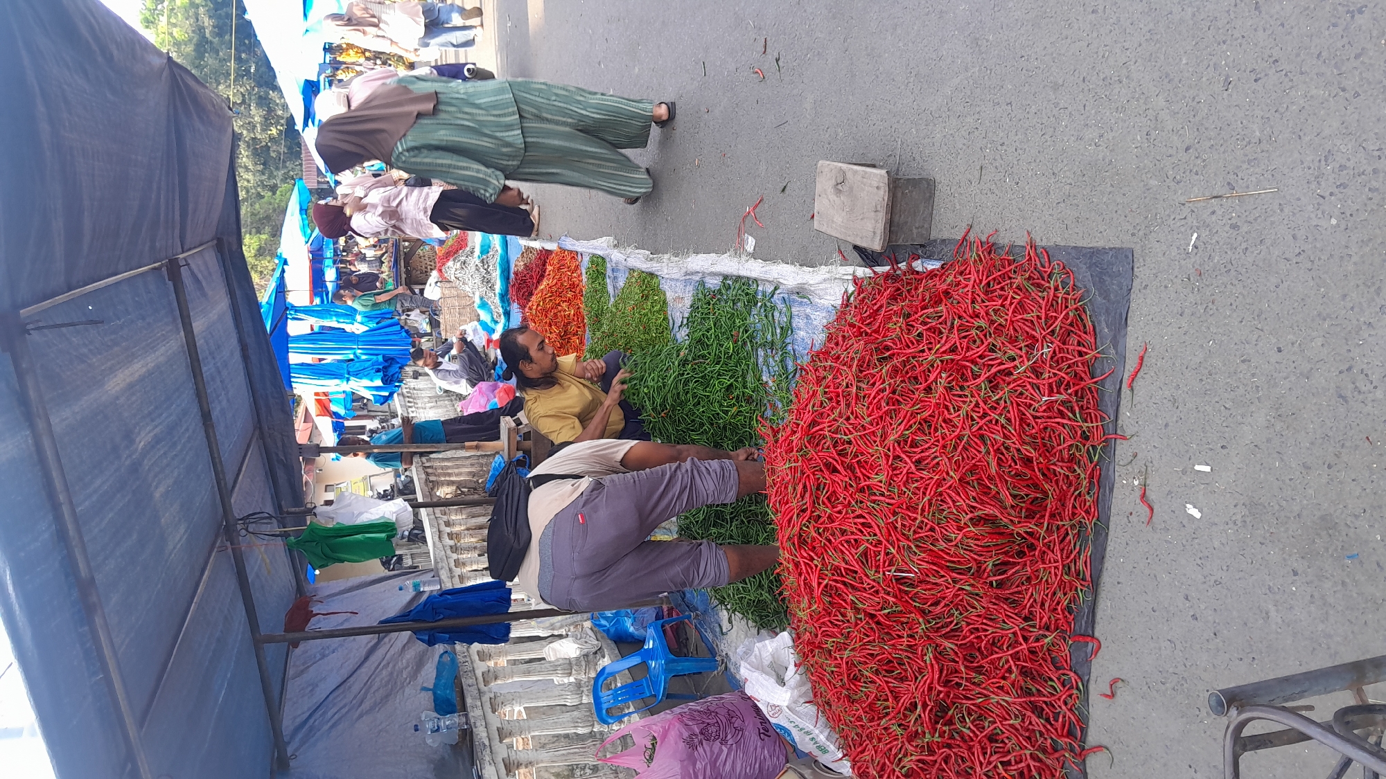 This image captures an outdoor market scene in Lhokseumawe, Indonesia. The foreground displays a large, sprawling pile of red chili peppers on a black tarp covering the asphalt pavement. Adjacent to this, a person wearing grey pants, a light-colored shirt, and a black backpack is bent over, facing away from the camera, attending to a spread of green chili peppers on a white tarp. To their right, a male vendor with dark hair, dressed in a yellow t-shirt, is crouched, actively sorting green chili peppers on a blue and white tarp, with other piles of green and reddish-orange chilies nearby.
A woman in a green striped top and a brown hijab walks away from the camera on the asphalt path to the right. Various other individuals, some wearing hijabs, are visible in the background, moving between market stalls defined by blue tarpaulin canopies and blue market umbrellas. Under the immediate canopy, items like plastic bags, a blue plastic chair, and water bottles are present. A white balustrade is visible behind the first stall on the left. The ground is asphalt, with scattered chili peppers and debris. The distant background shows trees and faint building outlines, indicating an urban setting under bright daylight.