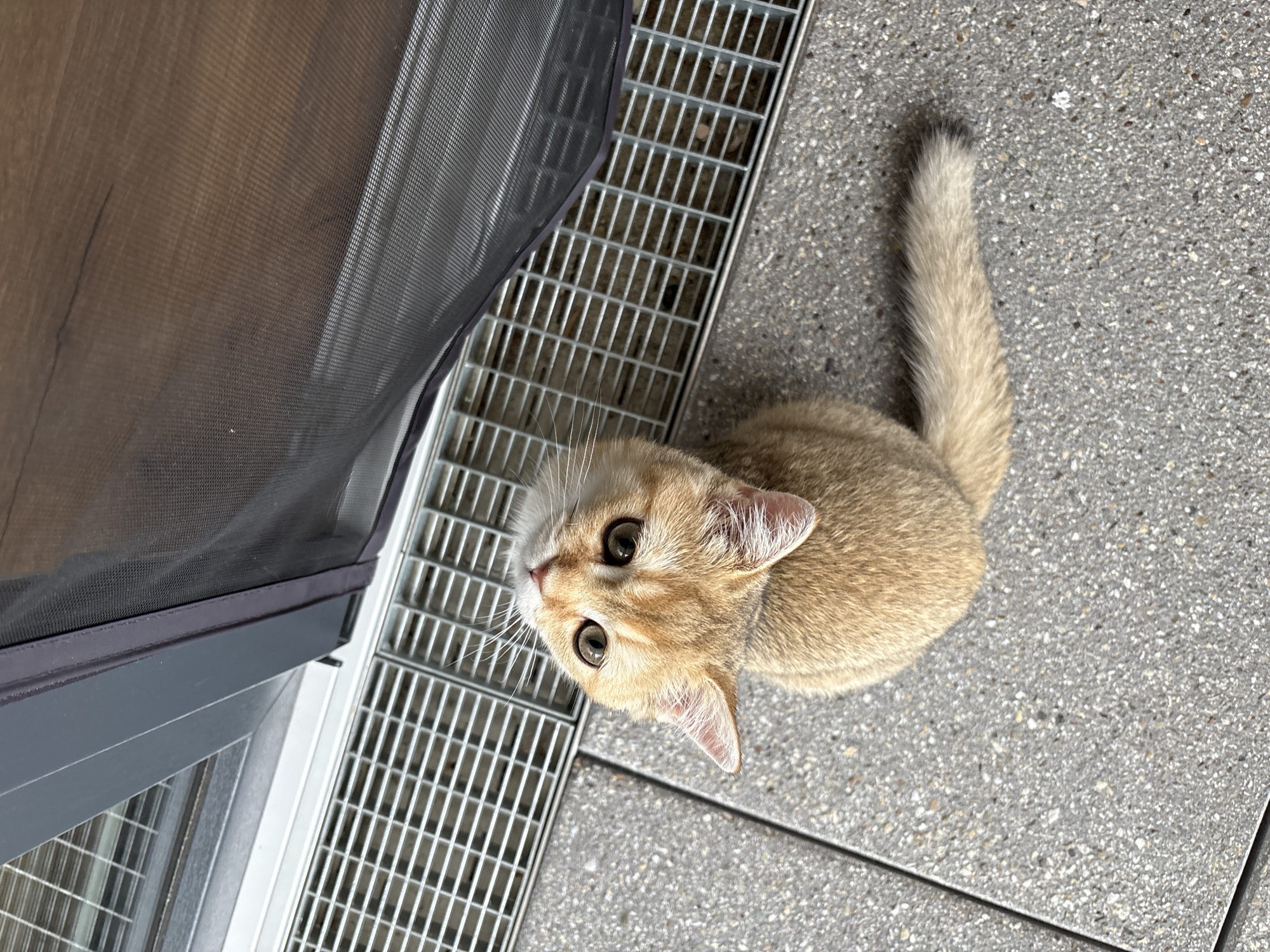 A ginger kitten sits on a grey, speckled pavement, looking directly up into the camera. The kitten has large, green eyes and a light-colored collar. Behind the kitten, a metal grate runs horizontally, and to the right of the grate is a dark grey frame with a mesh screen. The scene appears to be outdoors, possibly on a balcony or patio. The overall impression is one of a domestic setting. No specific landmarks or features indicative of Bönnigheim, Germany are visible in the image.