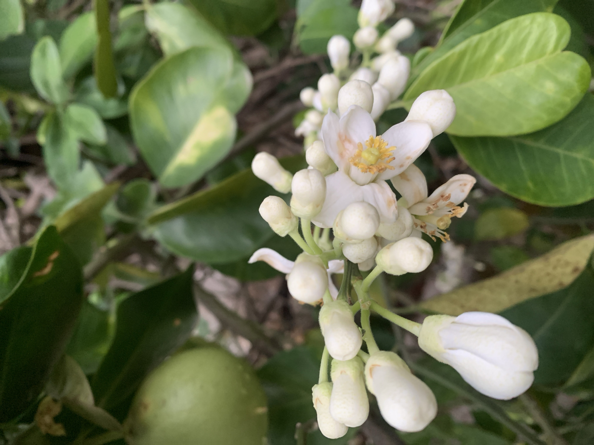 The image shows a close-up of a citrus tree in bloom. The tree has glossy green leaves and several clusters of white flower buds and blossoms. One blossom is fully open, revealing a cluster of yellow stamens in the center. A single green citrus fruit is visible in the lower left corner of the image. The location is unknown.